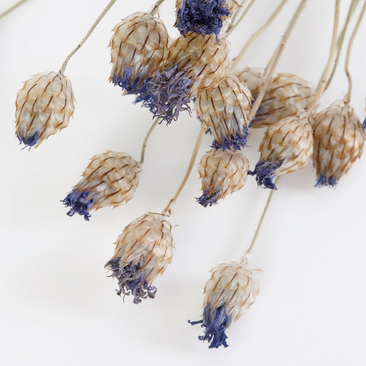 Catanache, British, Organic, Natural, Bunch x 20 Stems