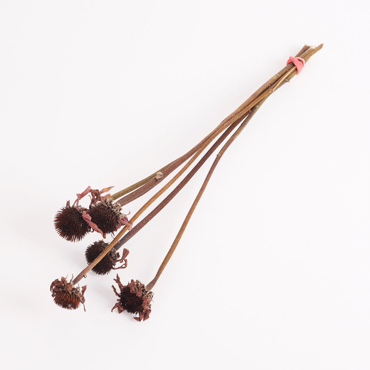 British Grown and Dried Echinacea flowers sold as a 5 stem bunch. Image shows a full bunch.