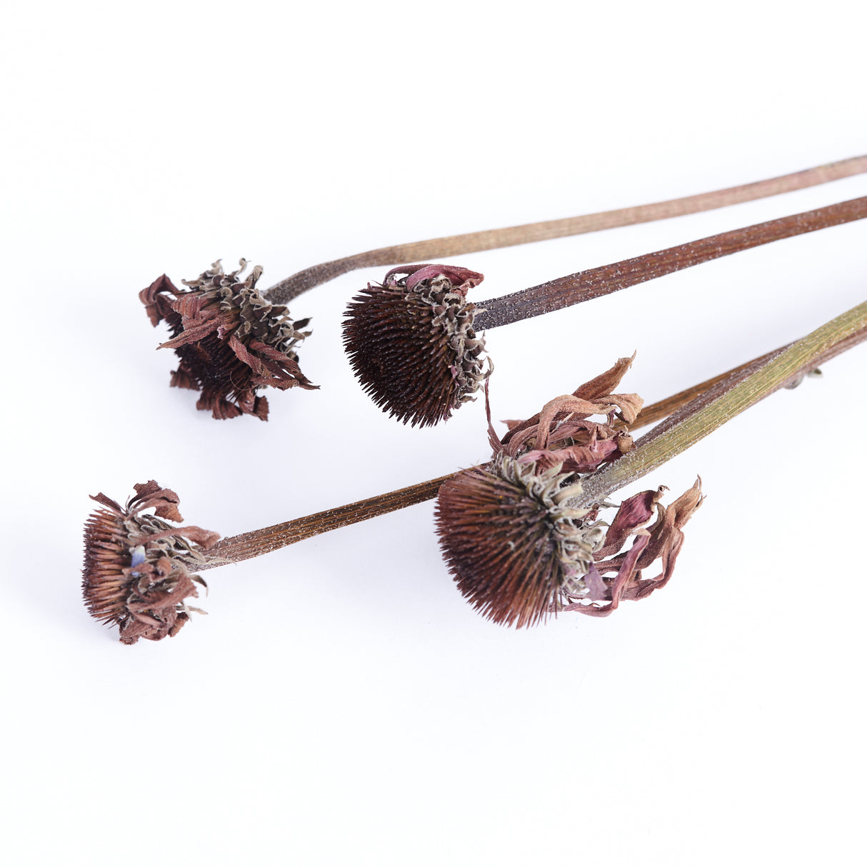 Echinacea Flowers Dried, British, Organic, Natural, Bunch x 5