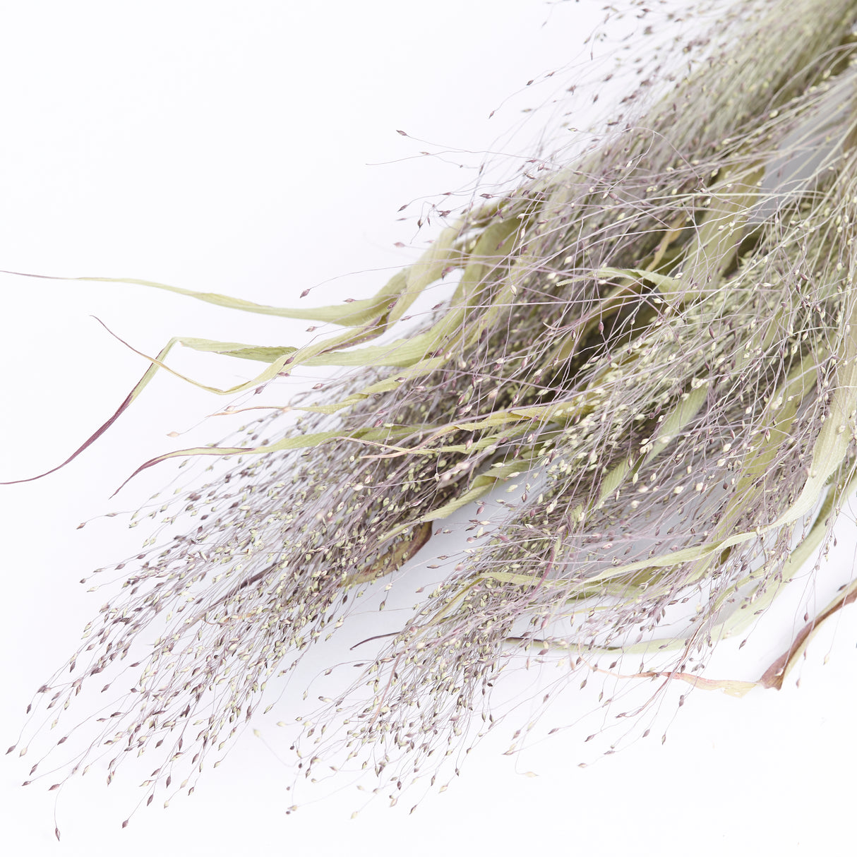 British Grown Sprinkles, Panicum , Dried and sold as a 10 stem bunch. Close up shows the lovely shades of green and purple