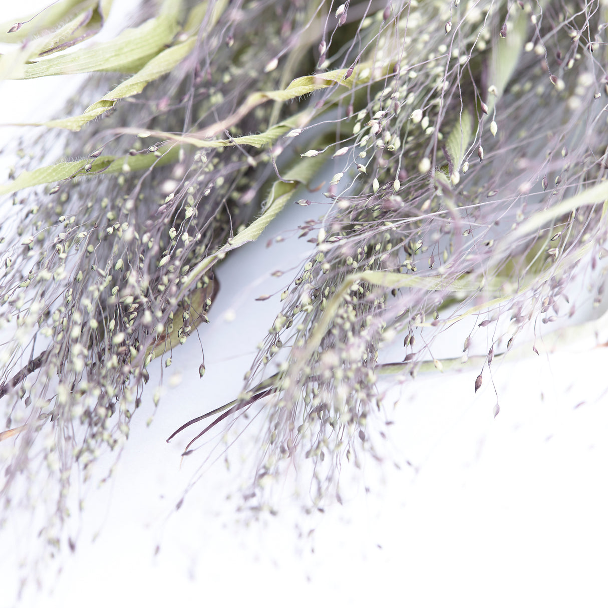 Panicum elegans (Sprinkles), British, Organic, Natural, Bunch x 20