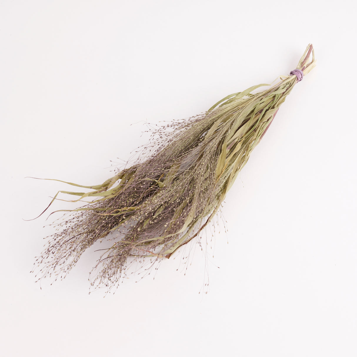 A bunch of British Grown Panicum (Sprinkles), dried and sold as a 10 stem bunch. Image shows a bunch.