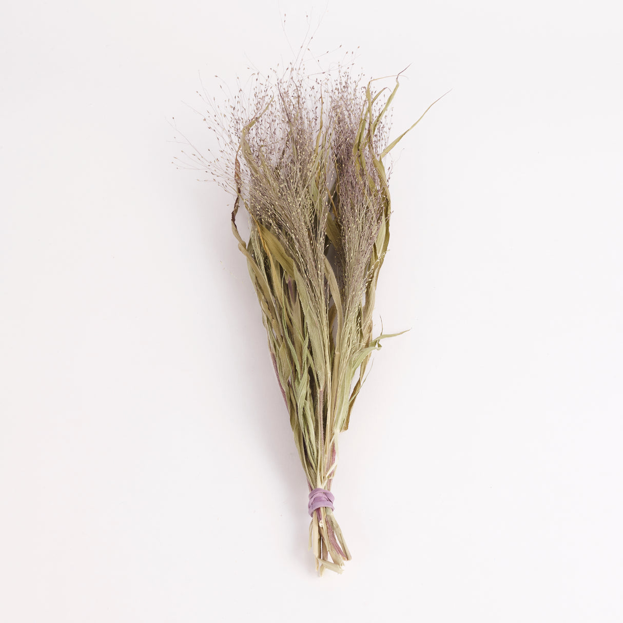 Panicum elegans (Sprinkles), British, Organic, Natural, Bunch x 20