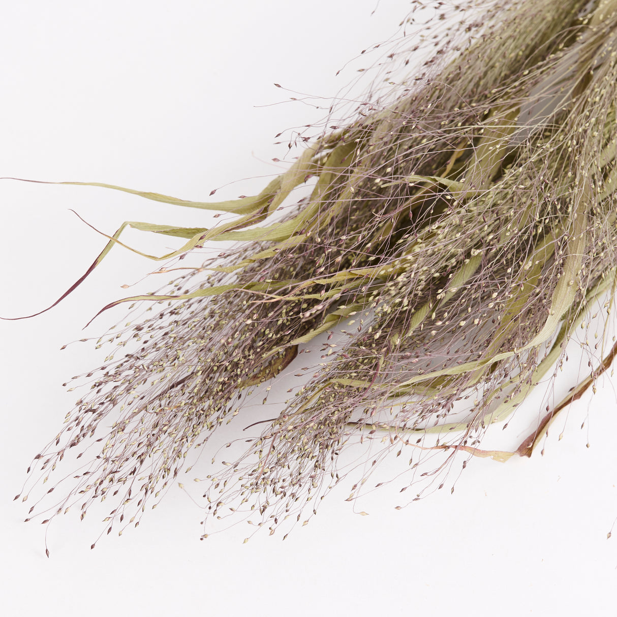 Panicum elegans (Sprinkles), British, Organic, Natural, Bunch x 20