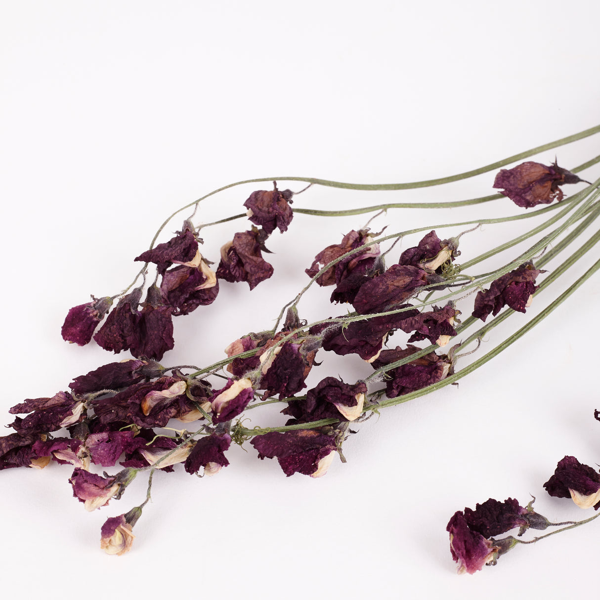 Dried Purple Sweet Peas, British Grown, hand picked and dried.