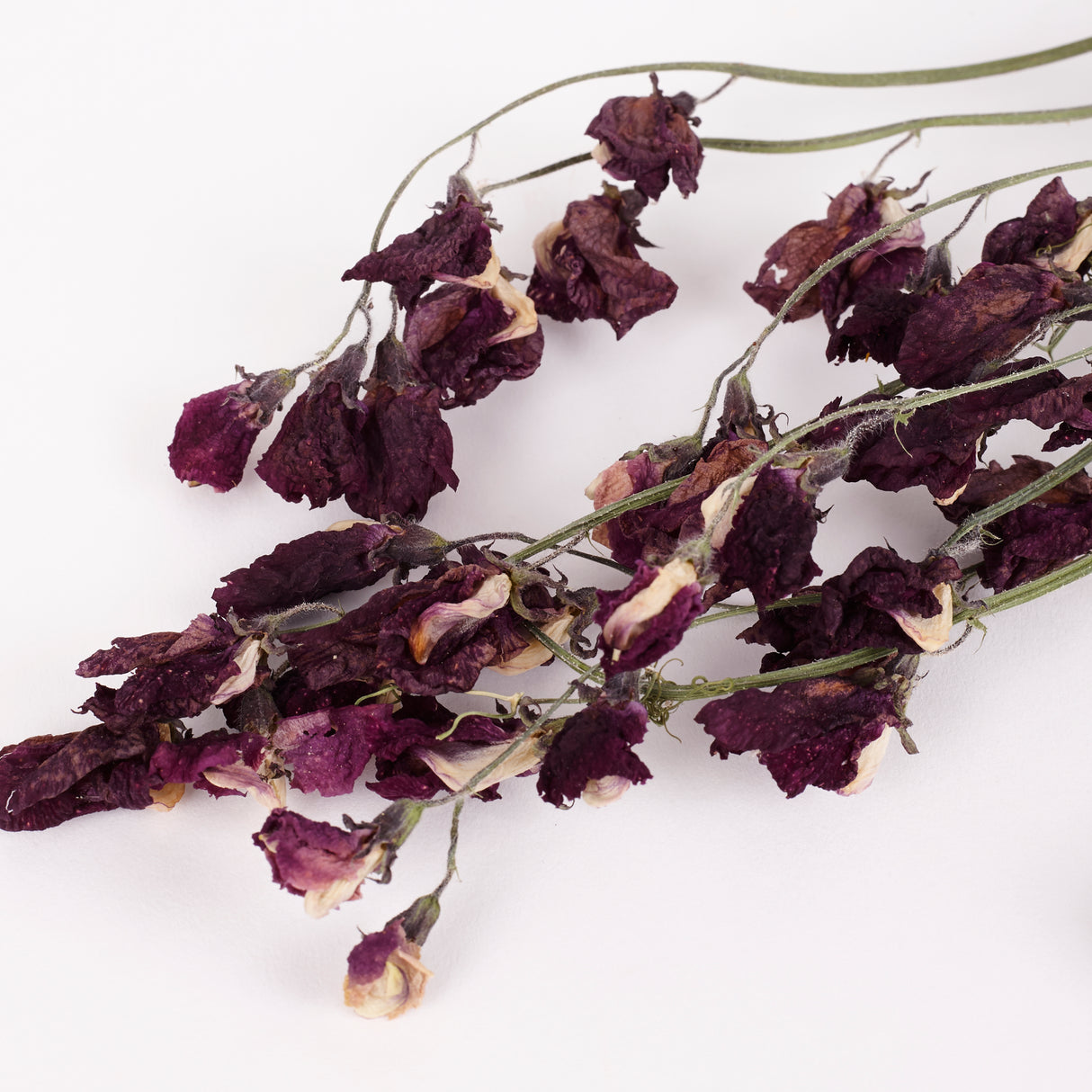 Sweet Peas, British, Organic, Natural Purple, Bunch x 10