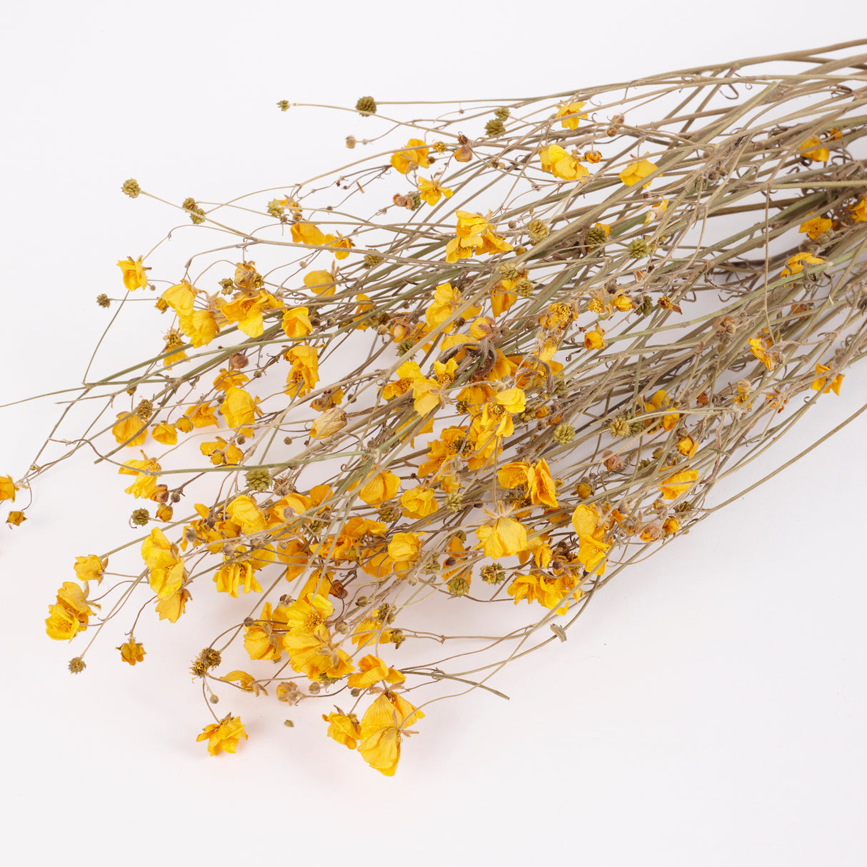 Buttercups, British, Organic, Natural Yellow, 55-70cm x 20