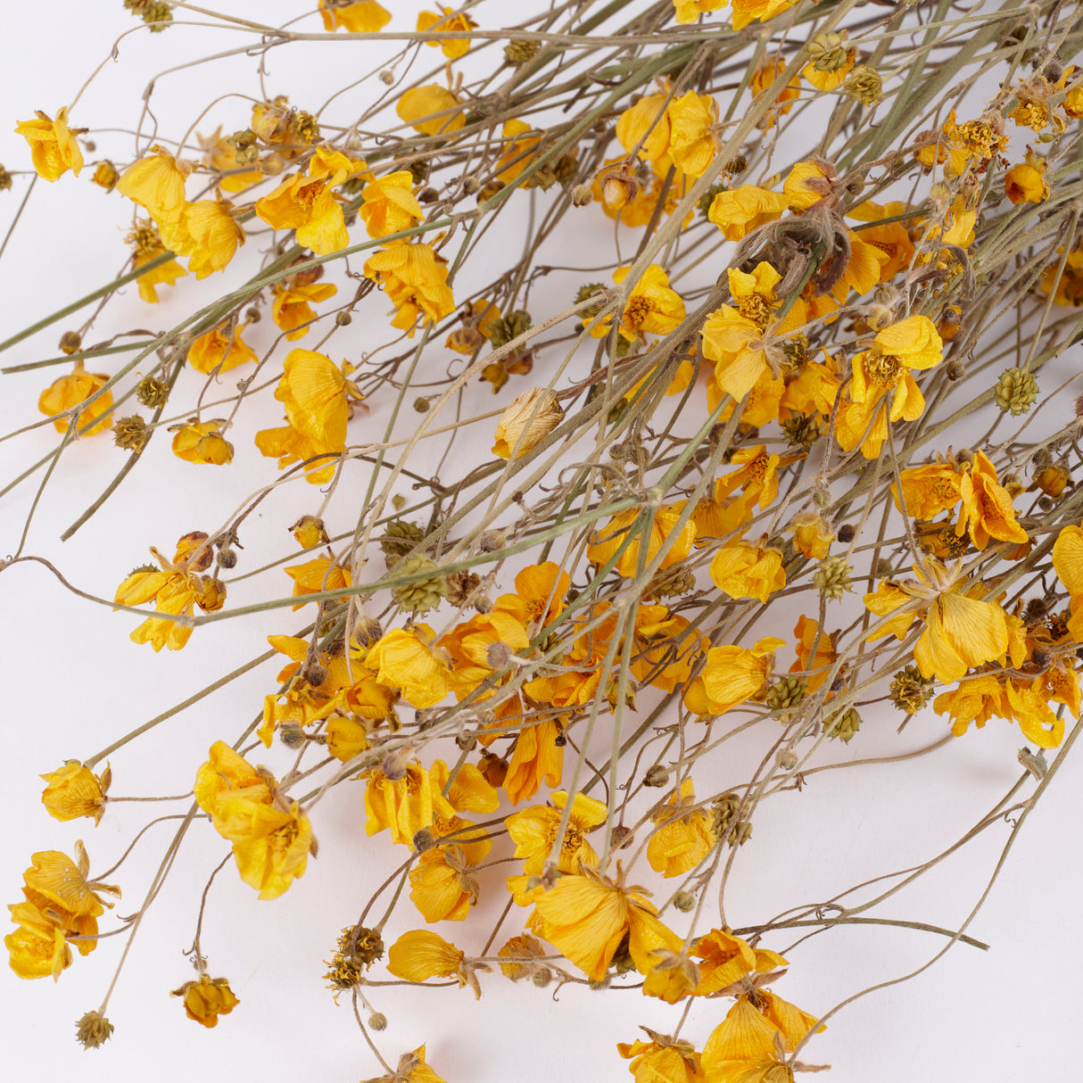 Buttercups, British, Organic, Natural Yellow, 55-70cm x 20