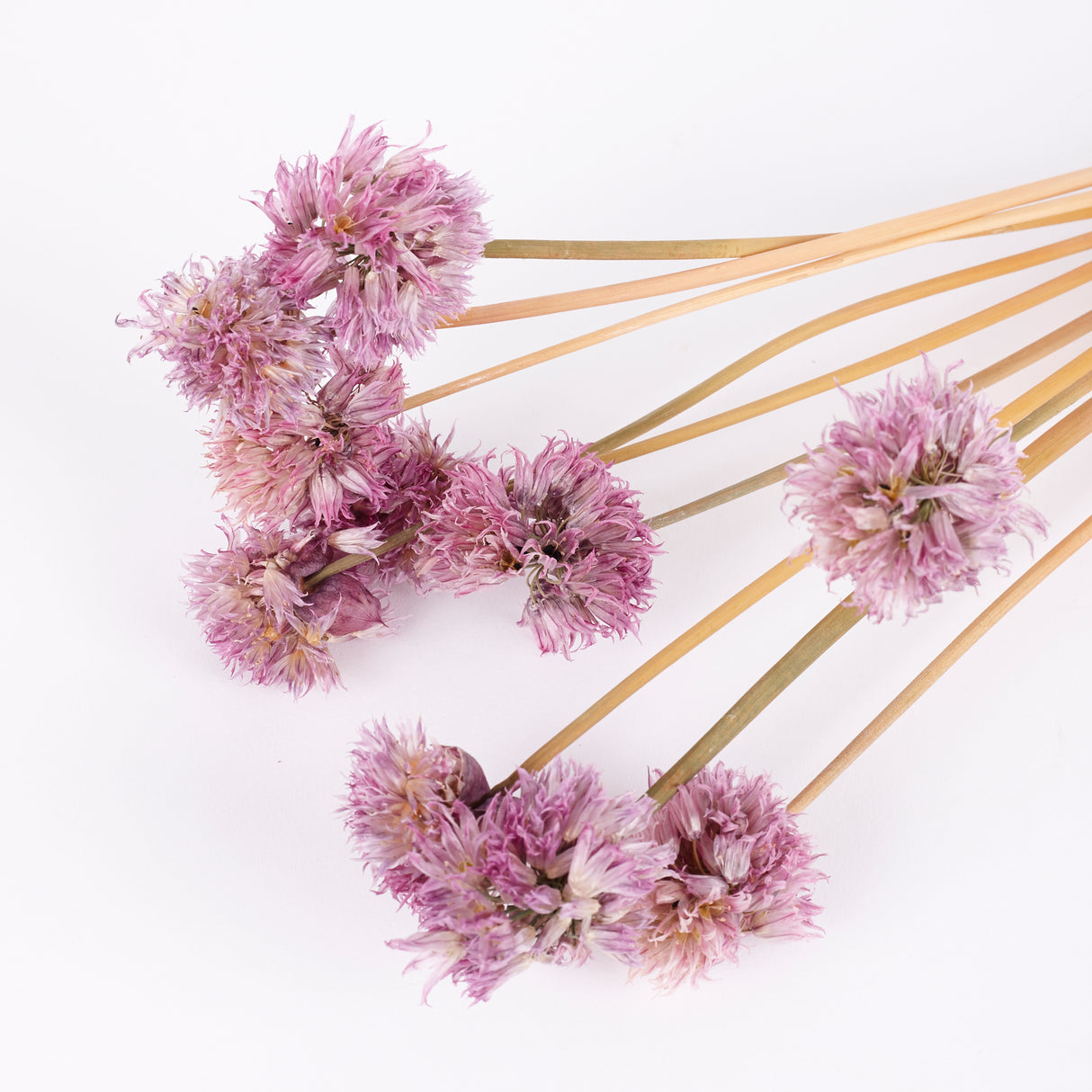 Dried Chive Flowers, Image shows a bunch of dried chive flowers, the colour of the flowers varies from a dark pink to a pale pink, each flower head is unique in shape and colour. The dried stems are brown.