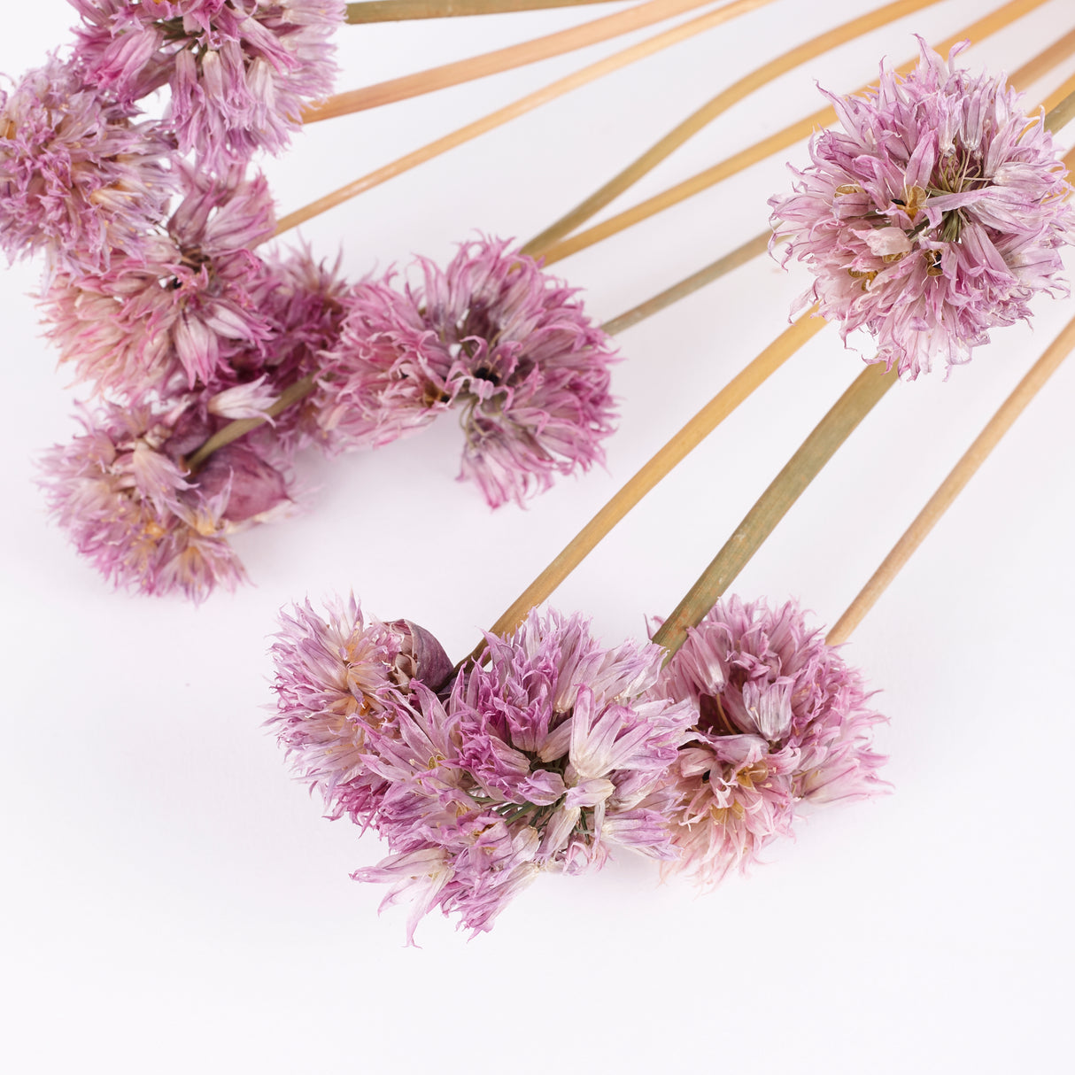 Chive Flowers, British, Organic, Natural Purple, Bunch x 10