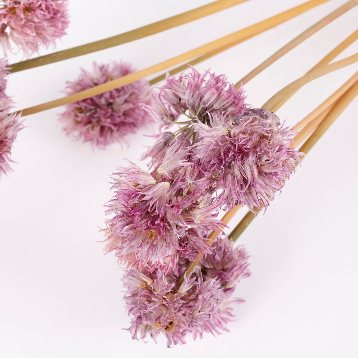 Chive Flowers, British, Organic, Natural Purple, Bunch x 10