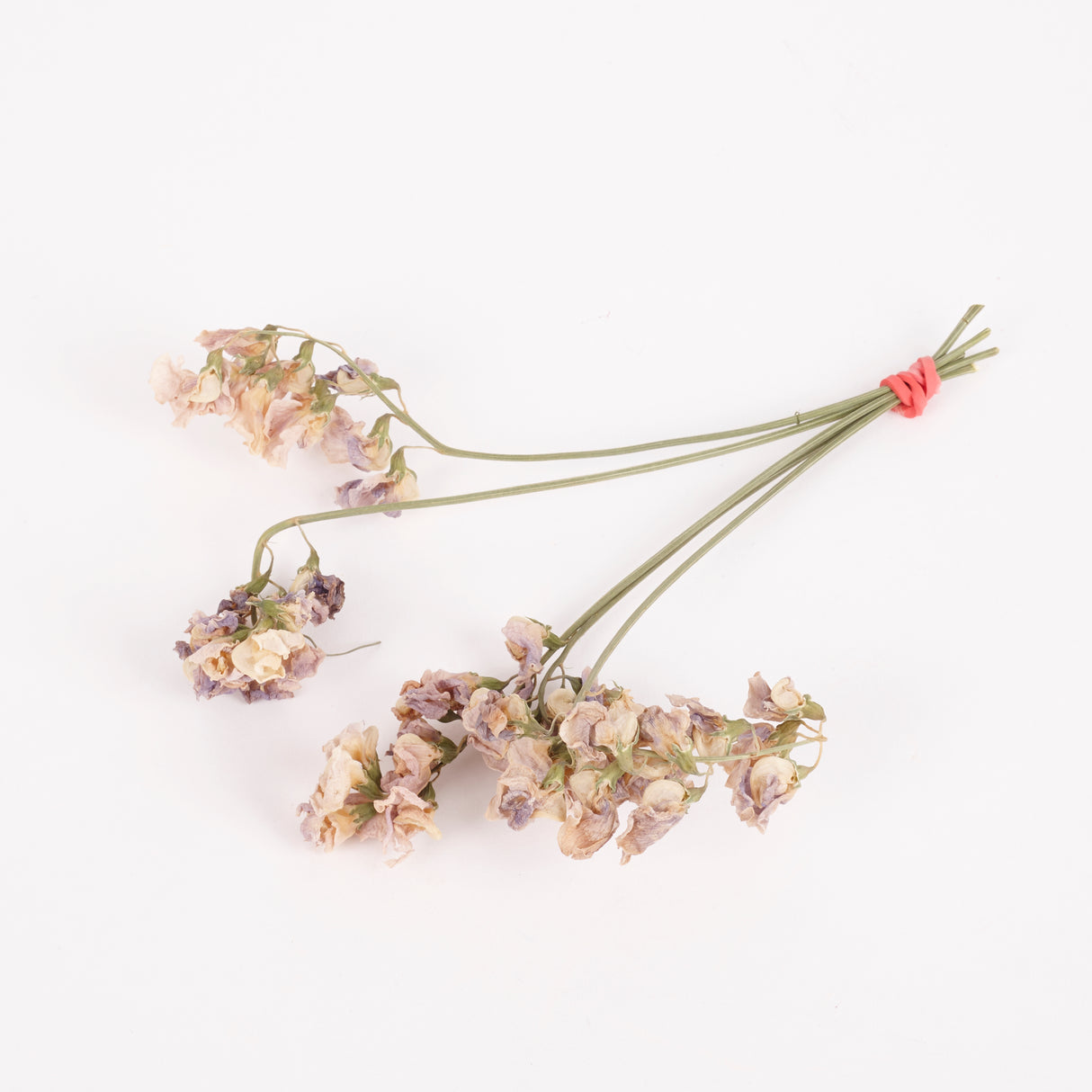 Everlasting Sweet Peas, British, Organic, Natural mauve/cream, Bunch x 5