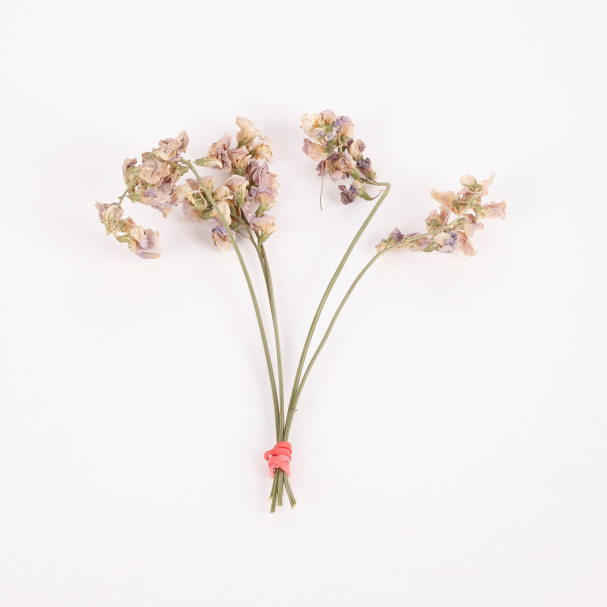 Everlasting Sweet Peas, British, Organic, Natural mauve/cream, Bunch x 5