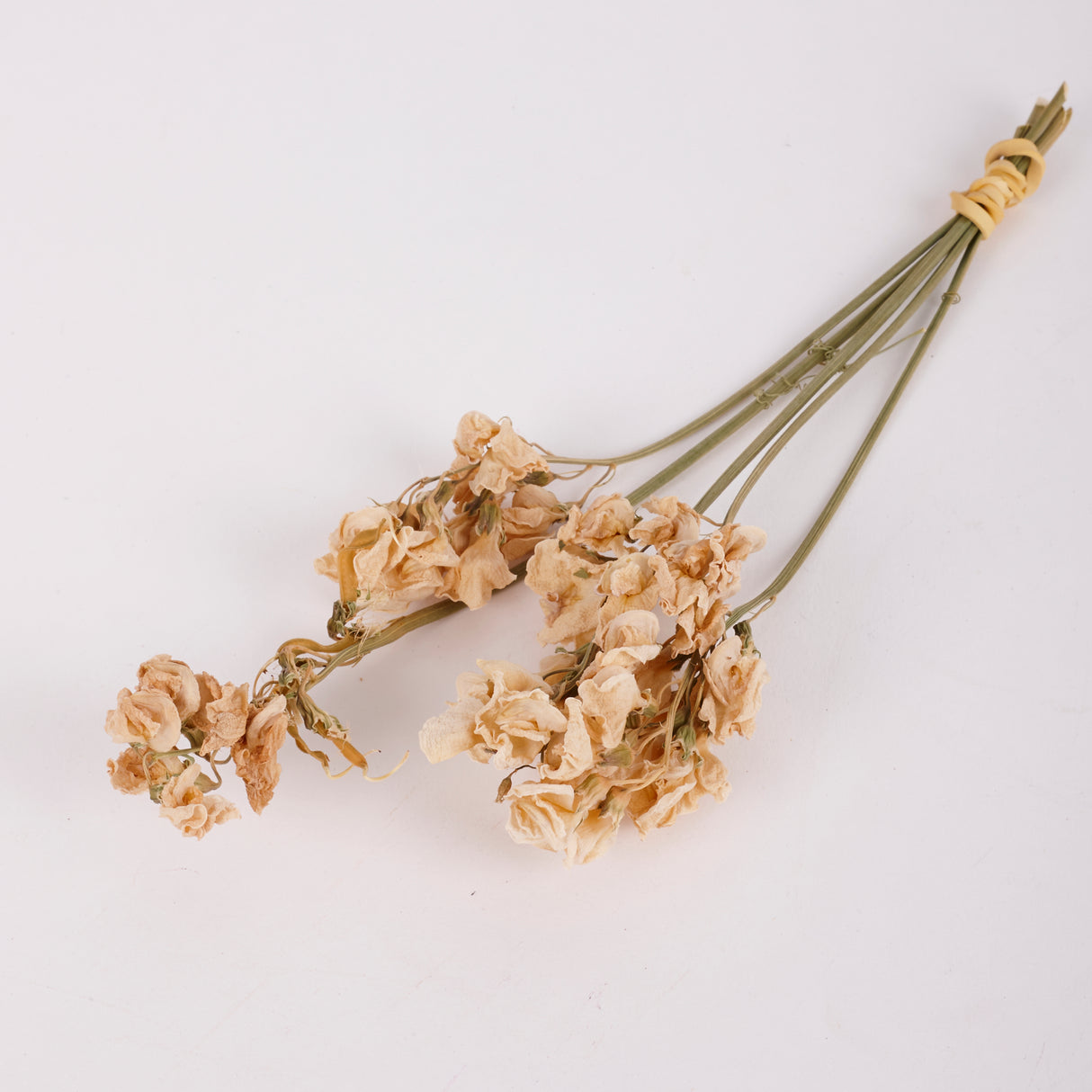 Everlasting Sweet Peas, British, Organic, Natural Cream, Bunch x 5