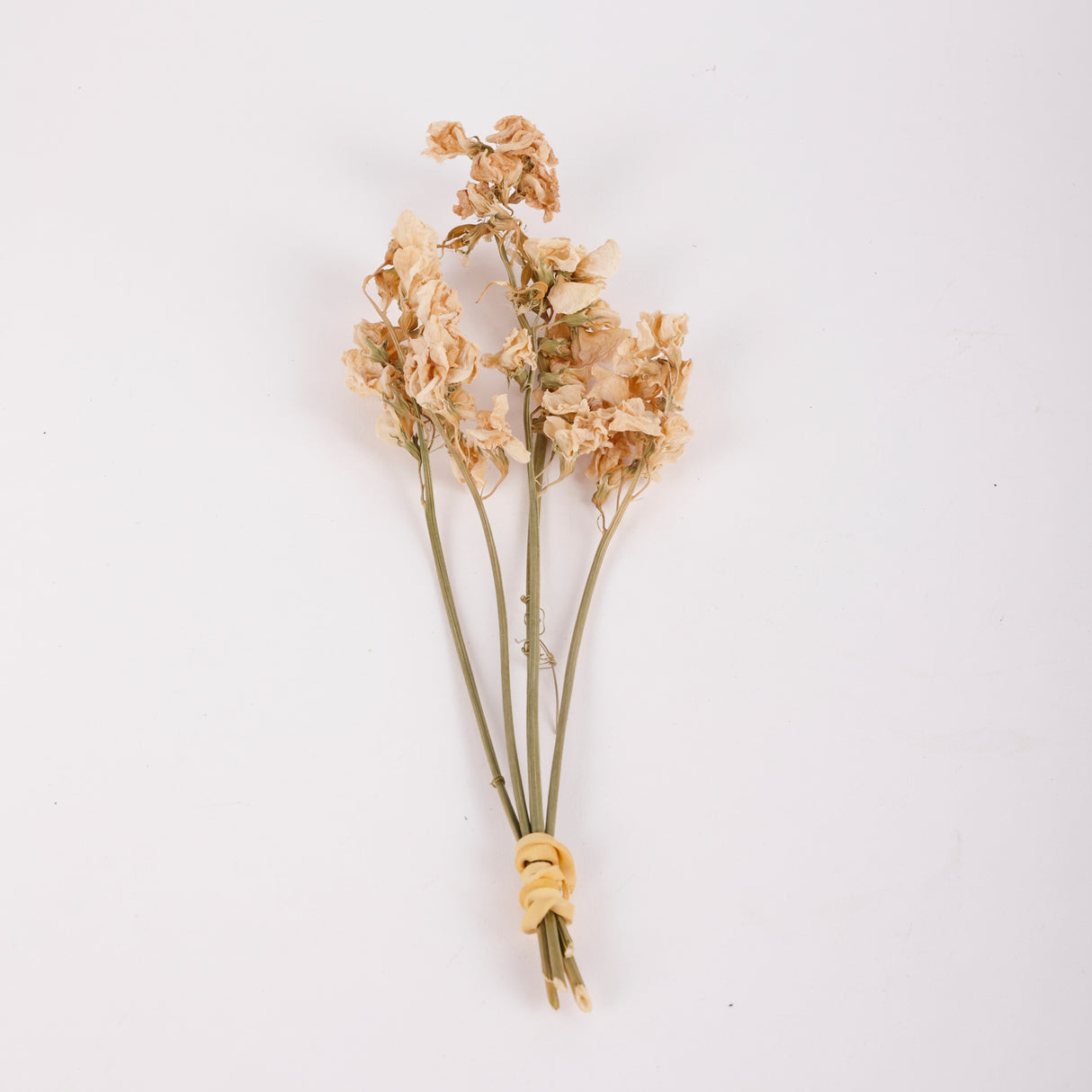 Everlasting Sweet Peas, British, Organic, Natural Cream, Bunch x 5