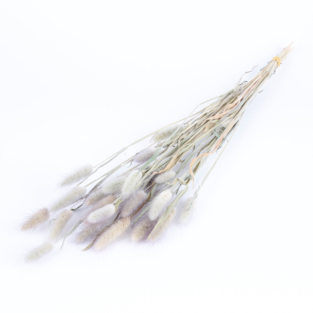 Bunny Tails (Lagurus ovatus), British, Organic, Natural, Bunch x 25 stems