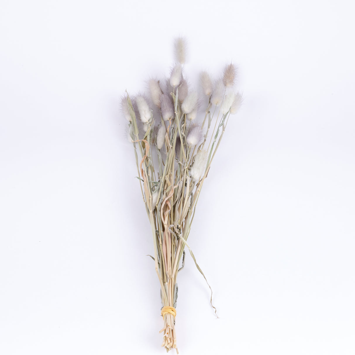 Bunny Tails (Lagurus ovatus), British, Organic, Natural, Bunch x 25 stems