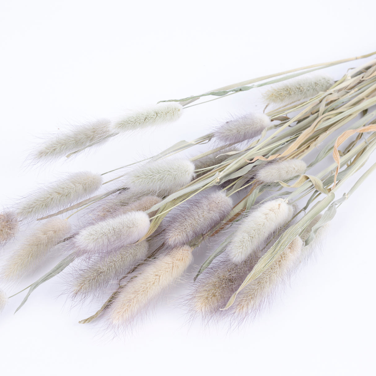 Bunny Tails (Lagurus ovatus), British, Organic, Natural, Bunch x 25 stems