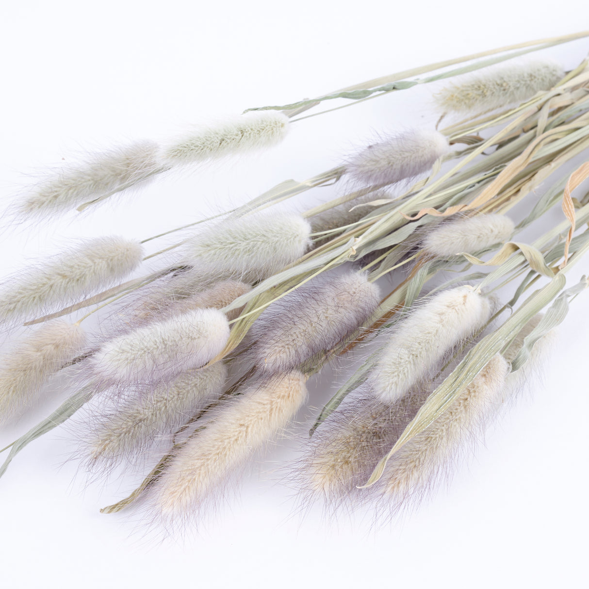 Bunny Tails (Lagurus ovatus), British, Organic, Natural, Bunch x 25 stems