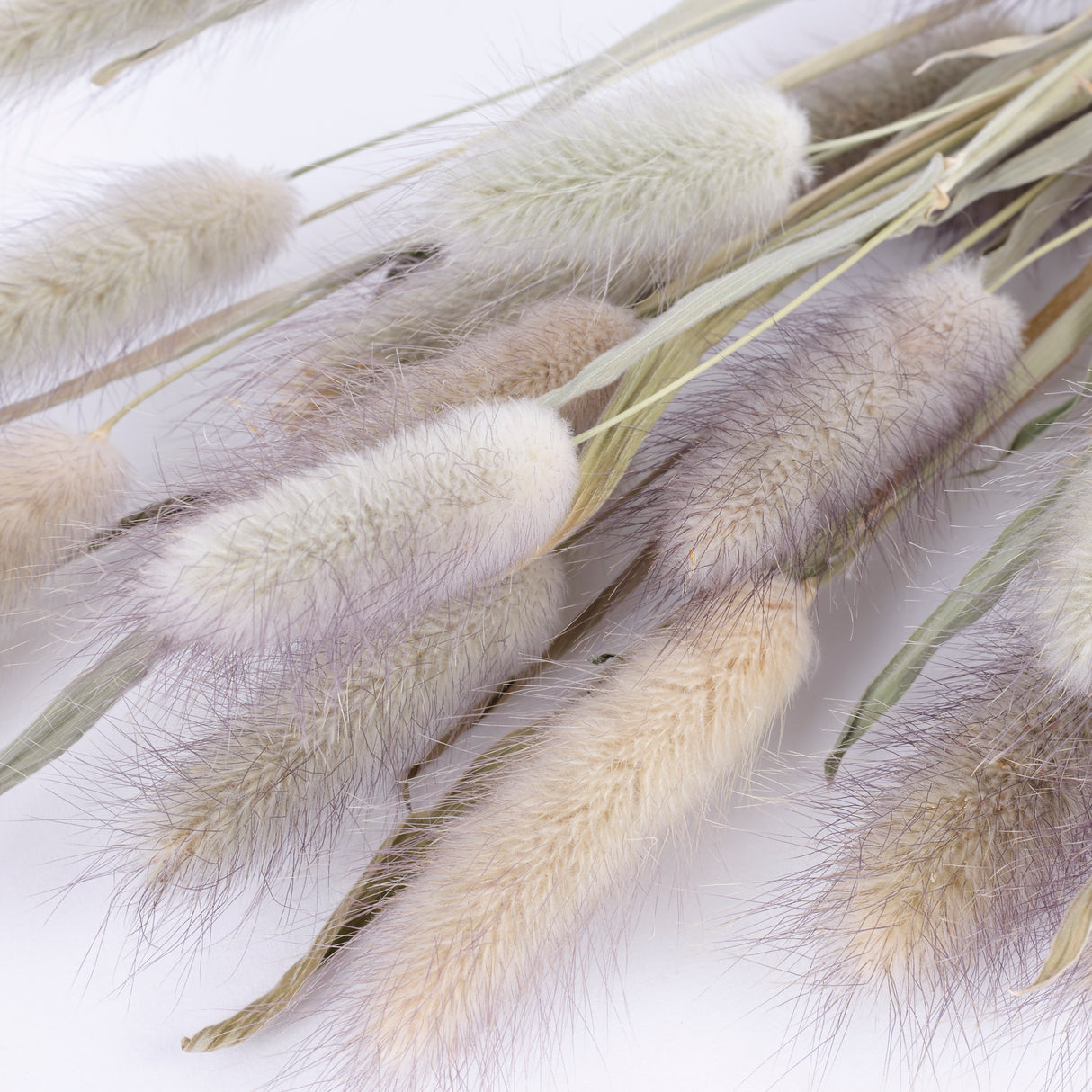 Bunny Tails (Lagurus ovatus), British, Organic, Natural, Bunch x 25 stems