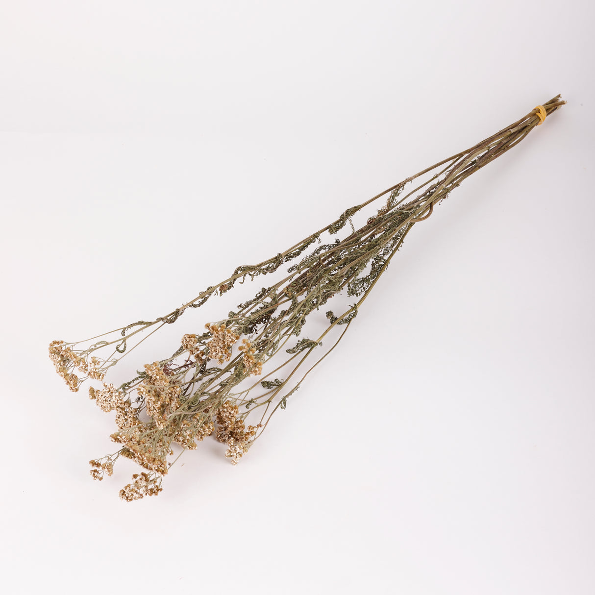 Achillea, British, Organic, Natural White, 60-80cm, Bunch 5