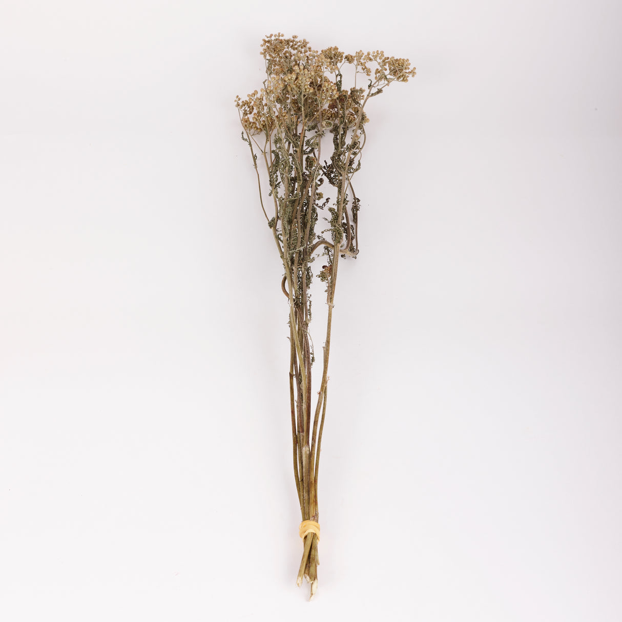 Achillea, British, Organic, Natural White, 60-80cm, Bunch 5