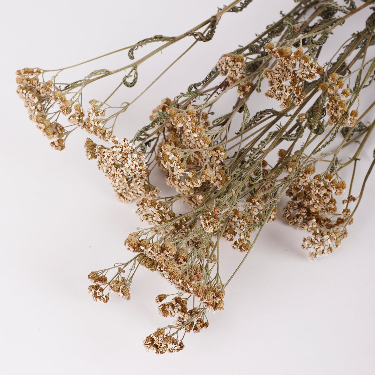 Achillea, British, Organic, Natural White, 60-80cm, Bunch 5