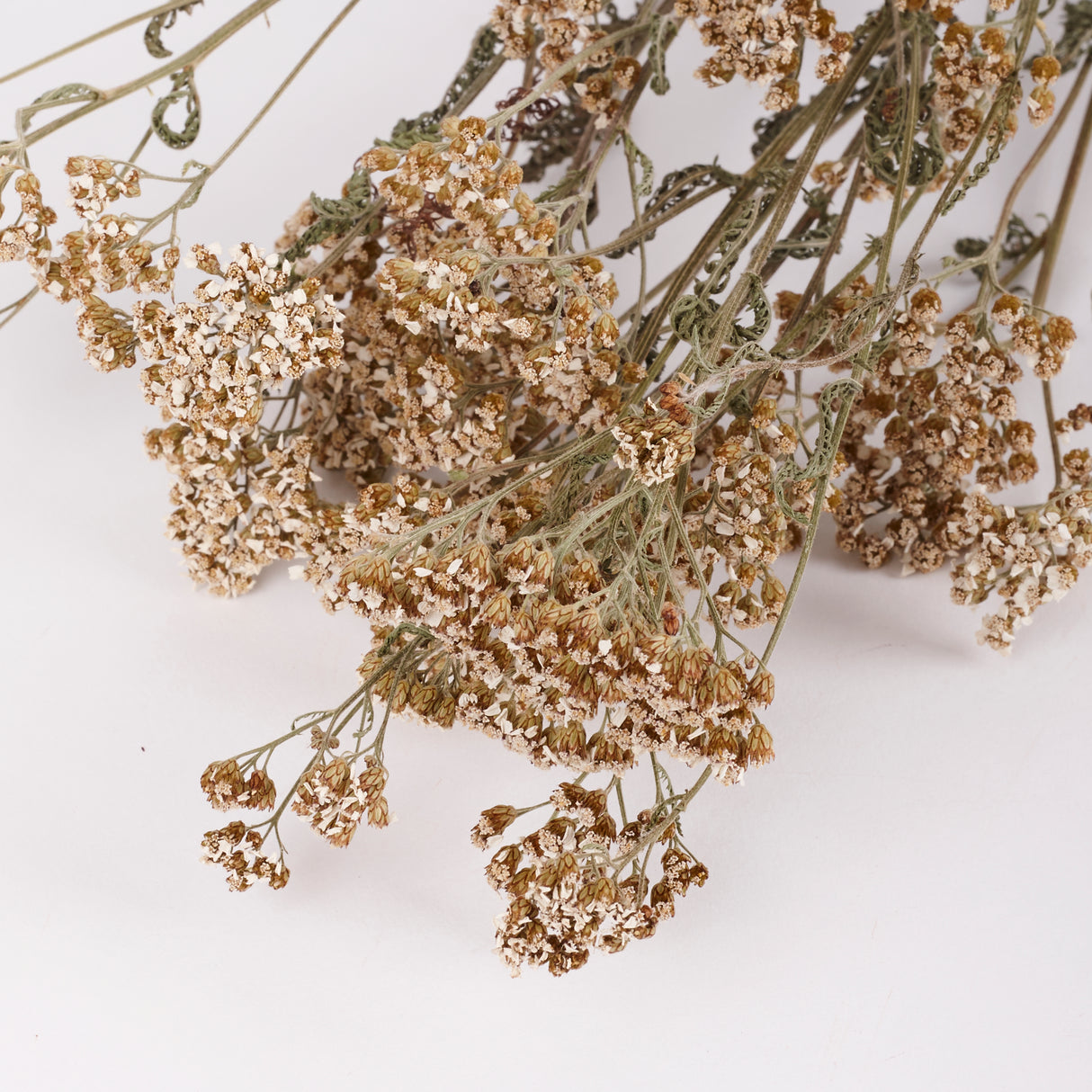 Achillea, British, Organic, Natural White, 60-80cm, Bunch 5