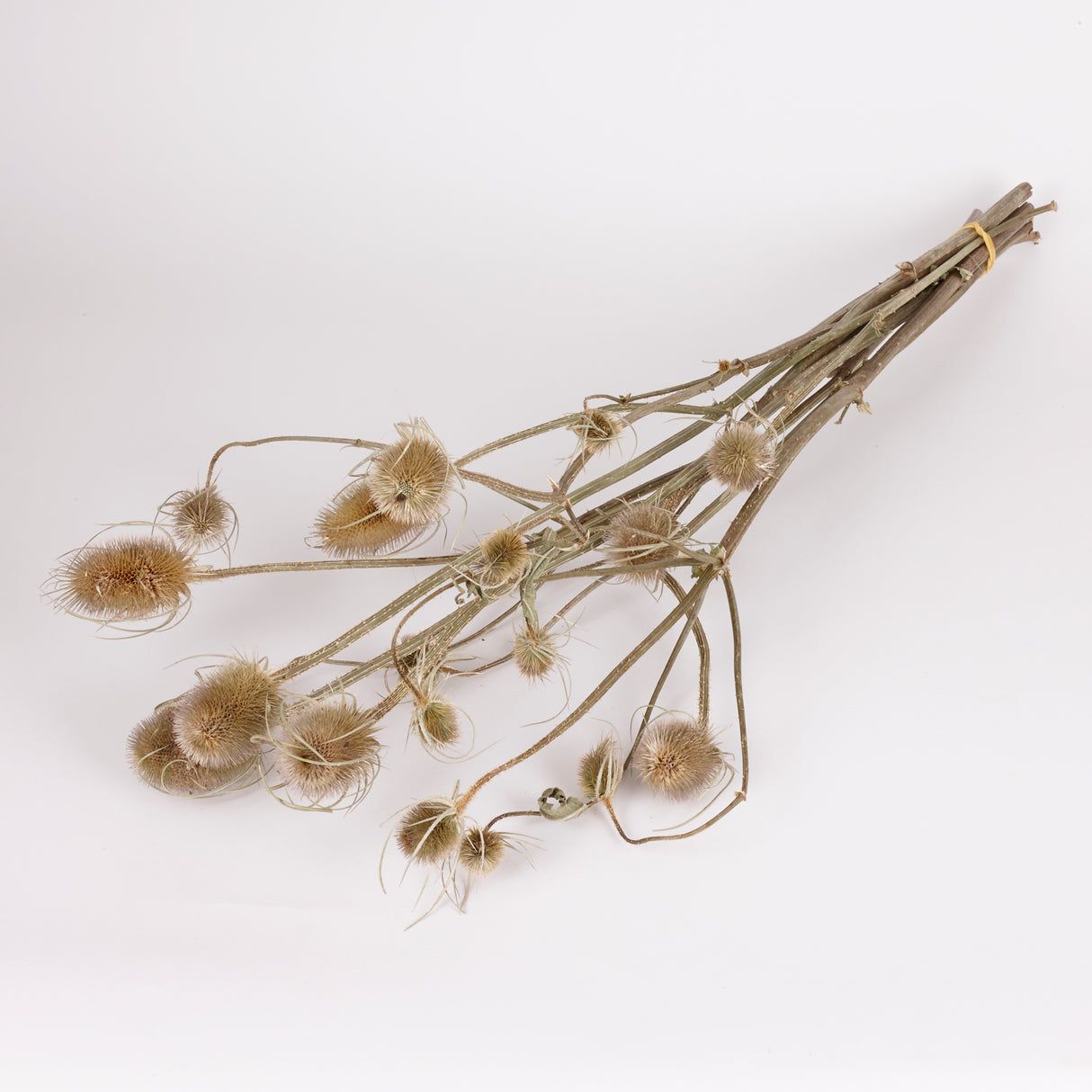 Teasels, British, Organic, Natural Green, Bunch