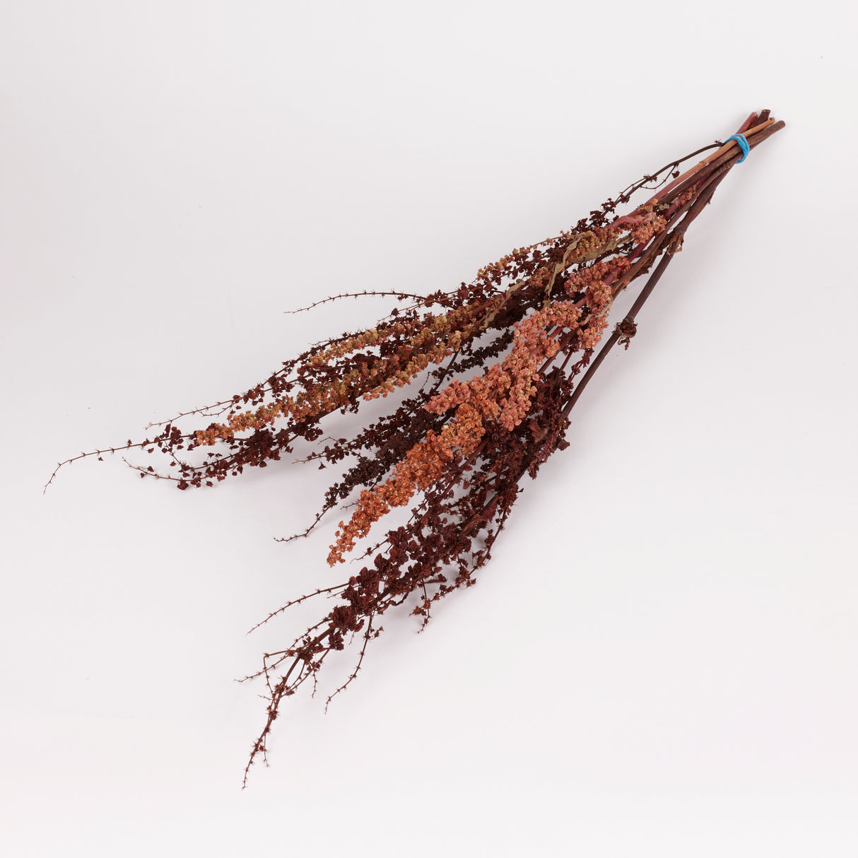 Rumex, British, Organic, Natural Brown, Bunch