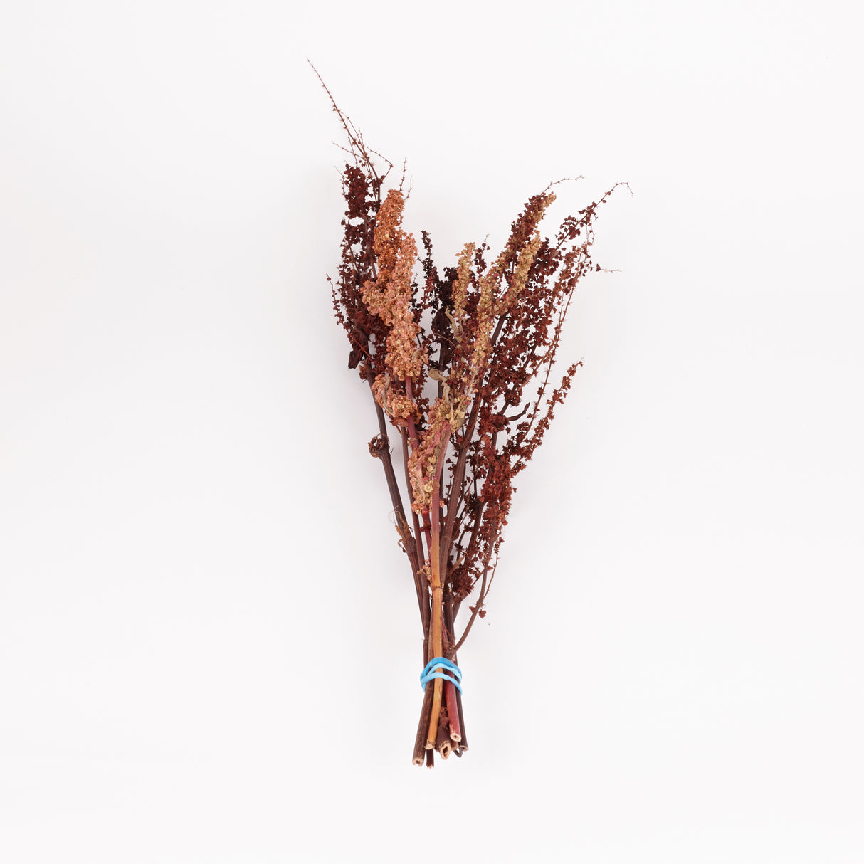 Rumex, British, Organic, Natural Brown, Bunch