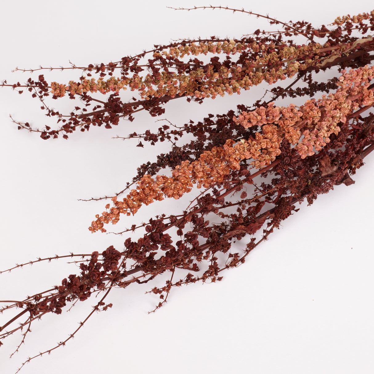 Rumex, British, Organic, Natural Brown, Bunch