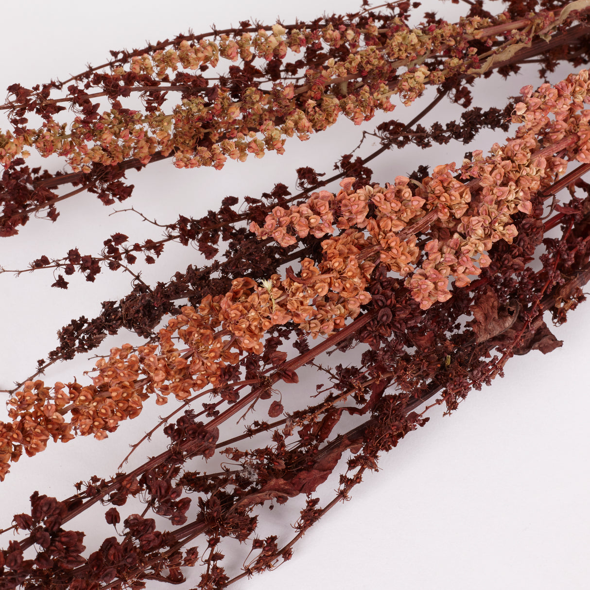 Rumex, British, Organic, Natural Brown, Bunch