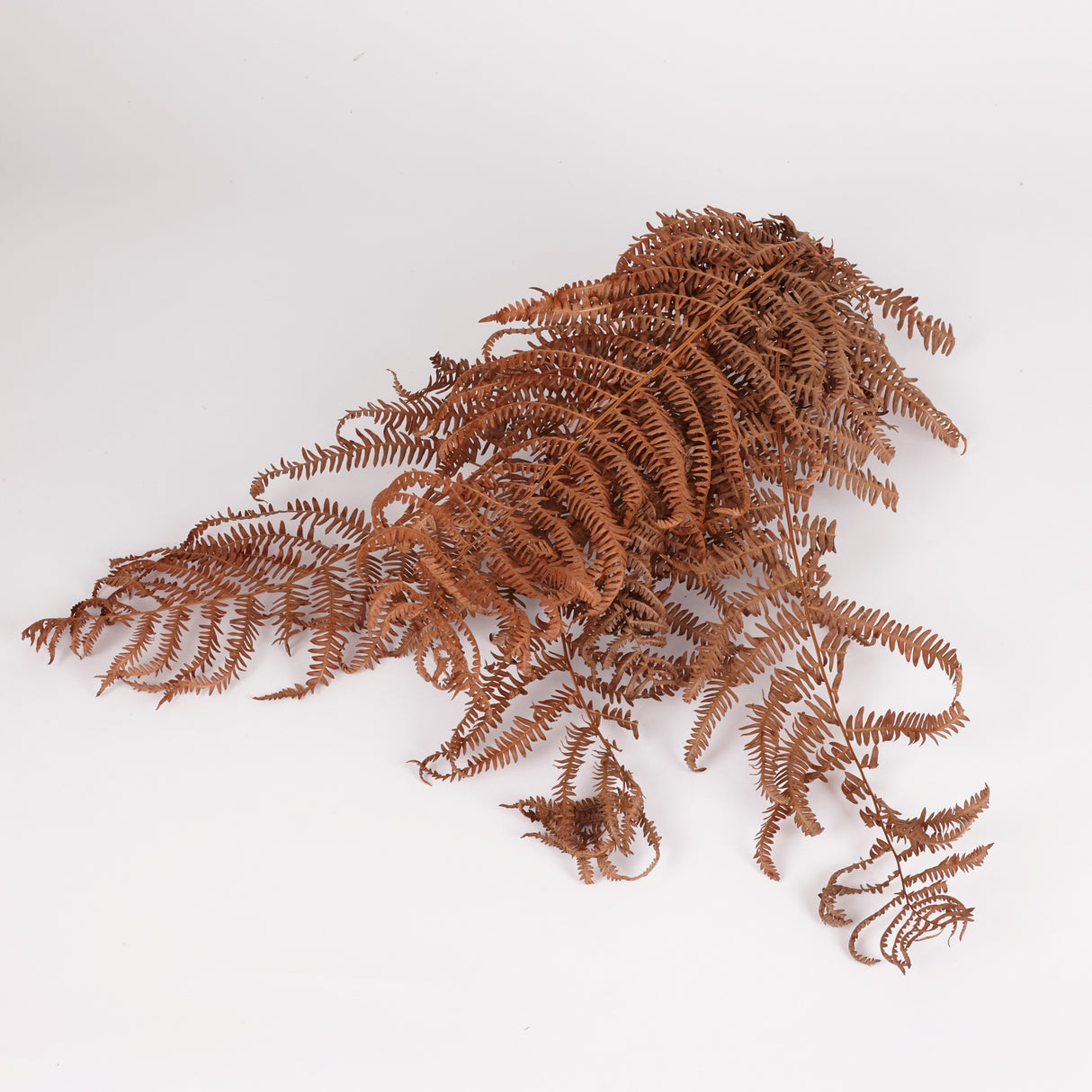 Bracken, British, Organic, Natural Brown, Bunch x 5 30-50cm