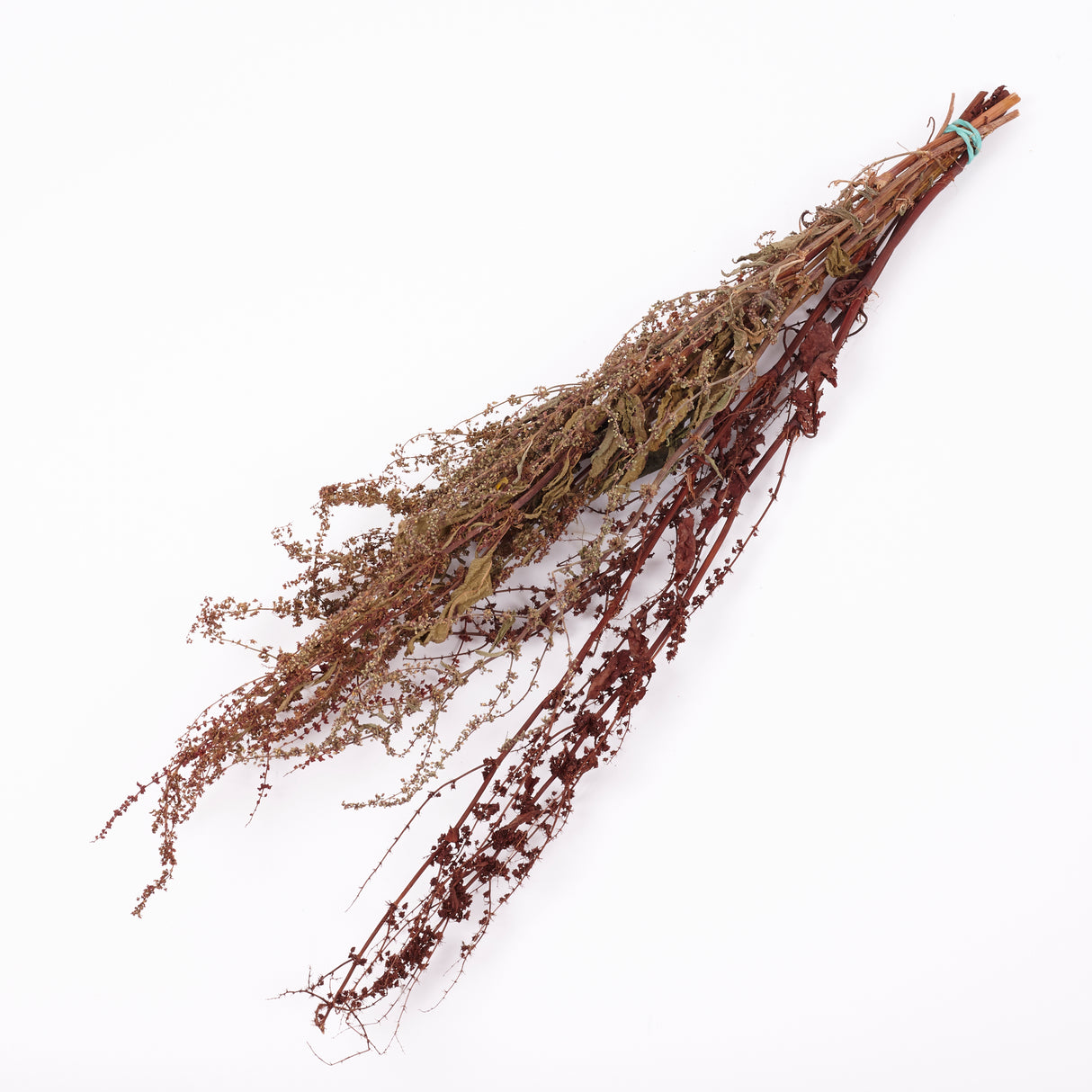 Sheep's Sorrel, Organic, Natural Green / Brown Mix, Bunch x 10 Stems