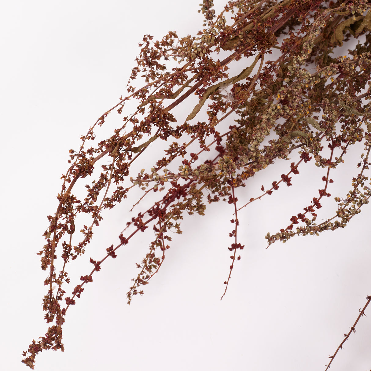 Sheep's Sorrel, Organic, Natural Green / Brown Mix, Bunch x 10 Stems