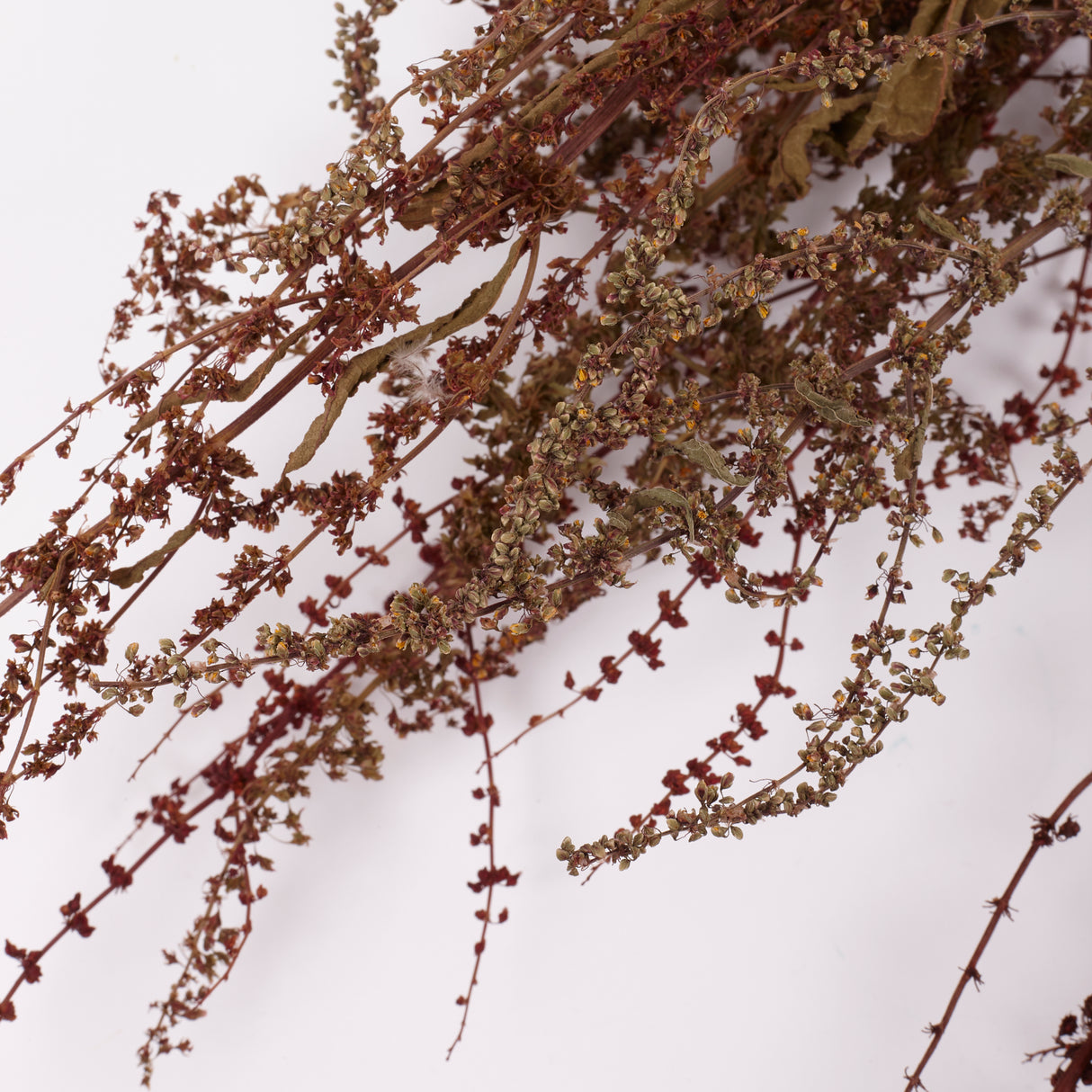 Sheep's Sorrel, Organic, Natural Green / Brown Mix, Bunch x 10 Stems