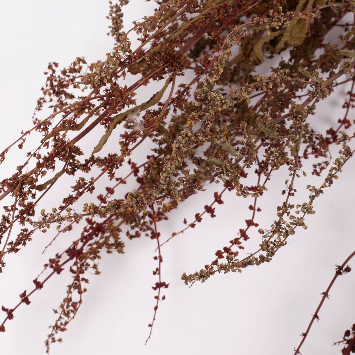 Sheep's Sorrel, Organic, Natural Green / Brown Mix, Bunch x 10 Stems