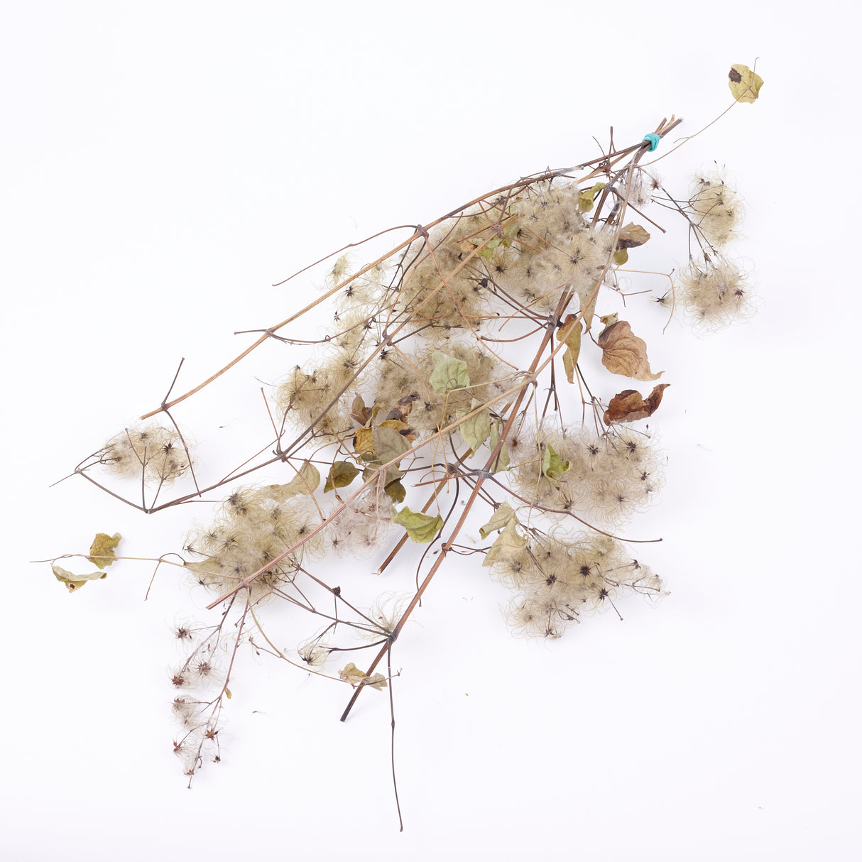 Old Man's Beard, Organic, Natural White Seed Heads, Bunch