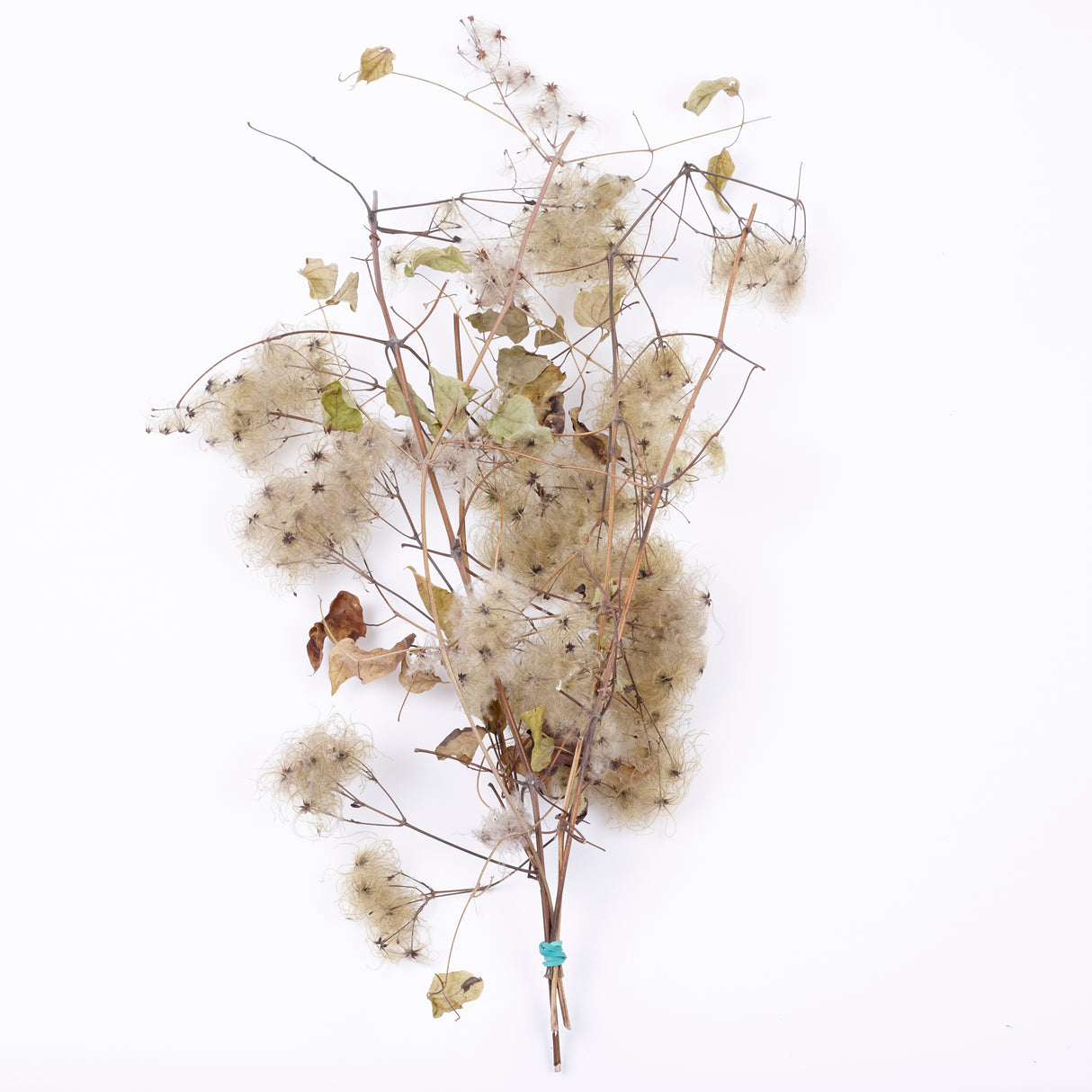 Old Man's Beard, Organic, Natural White Seed Heads, Bunch