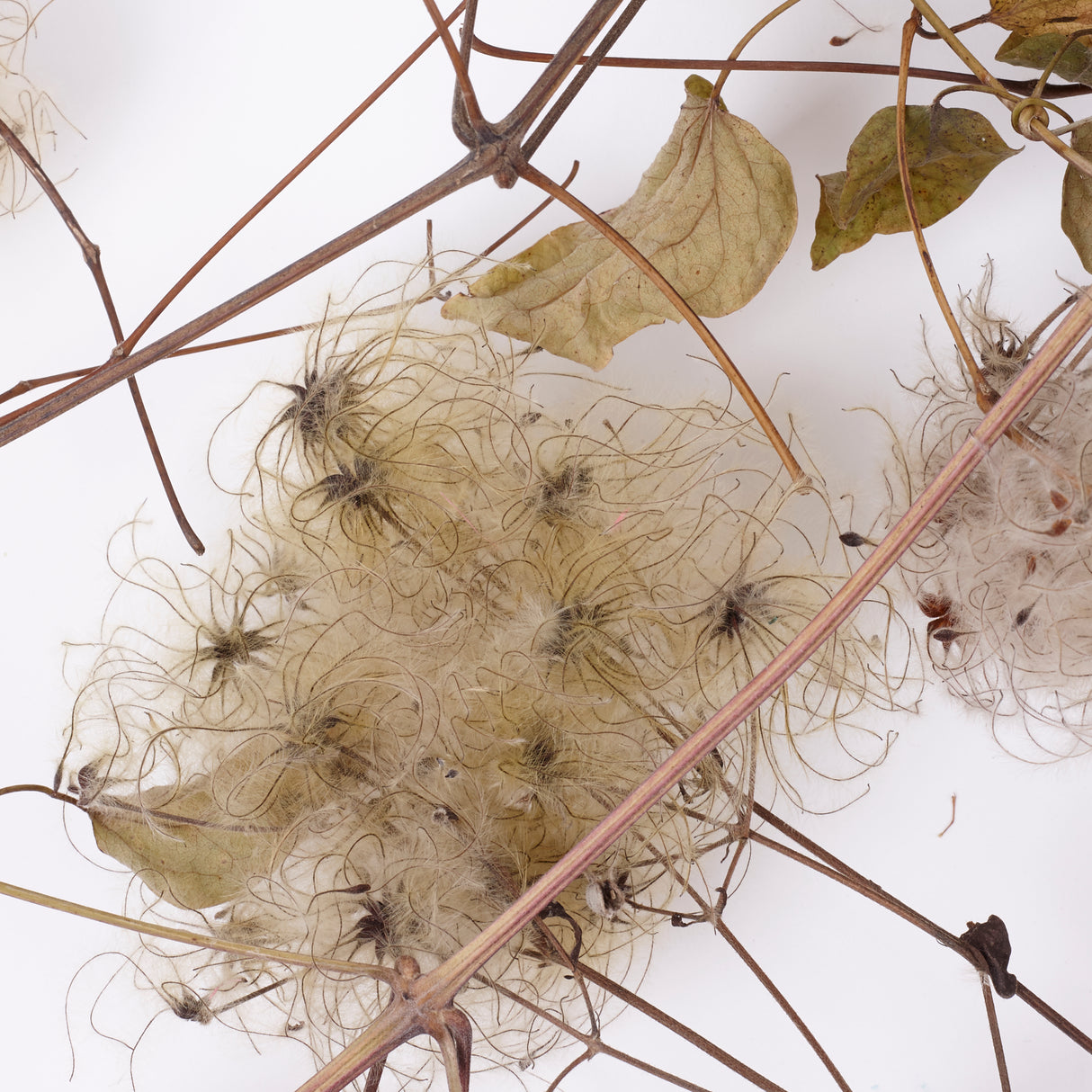 Old Man's Beard, Organic, Natural White Seed Heads, Bunch