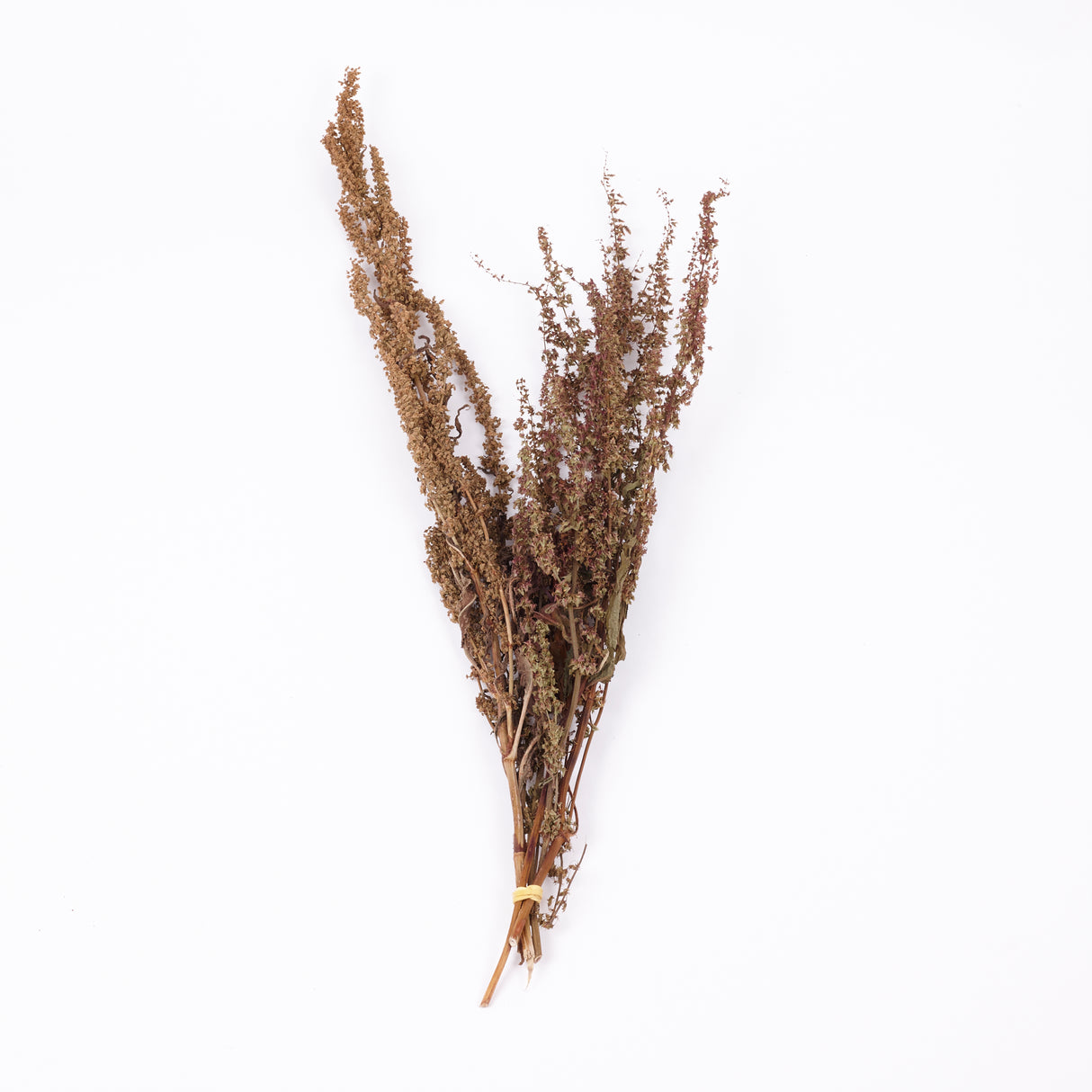 Rumex, British, Organic, Autumnal Green, Bunch