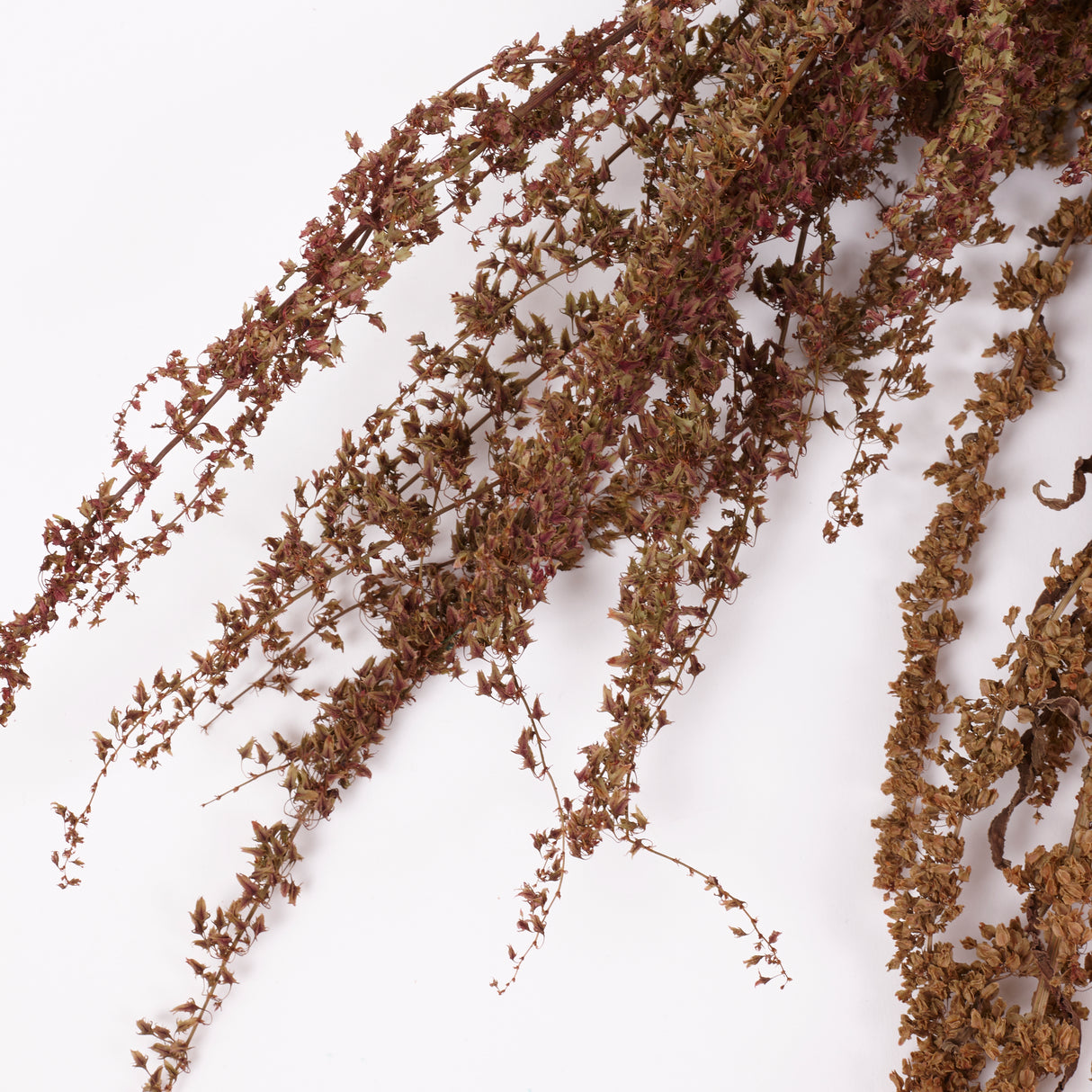 Rumex, British, Organic, Autumnal Green, Bunch