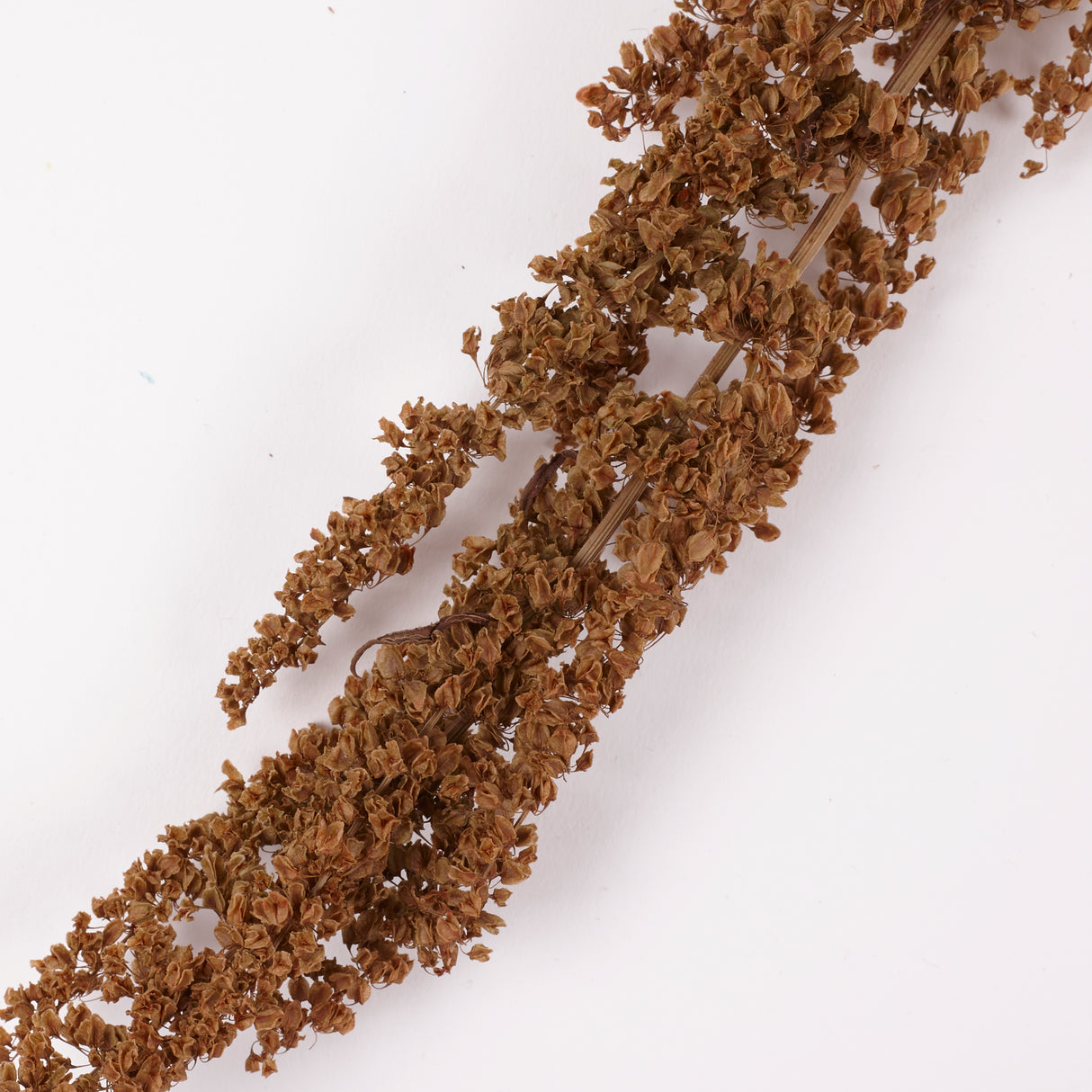 Rumex, British, Organic, Autumnal Green, Bunch