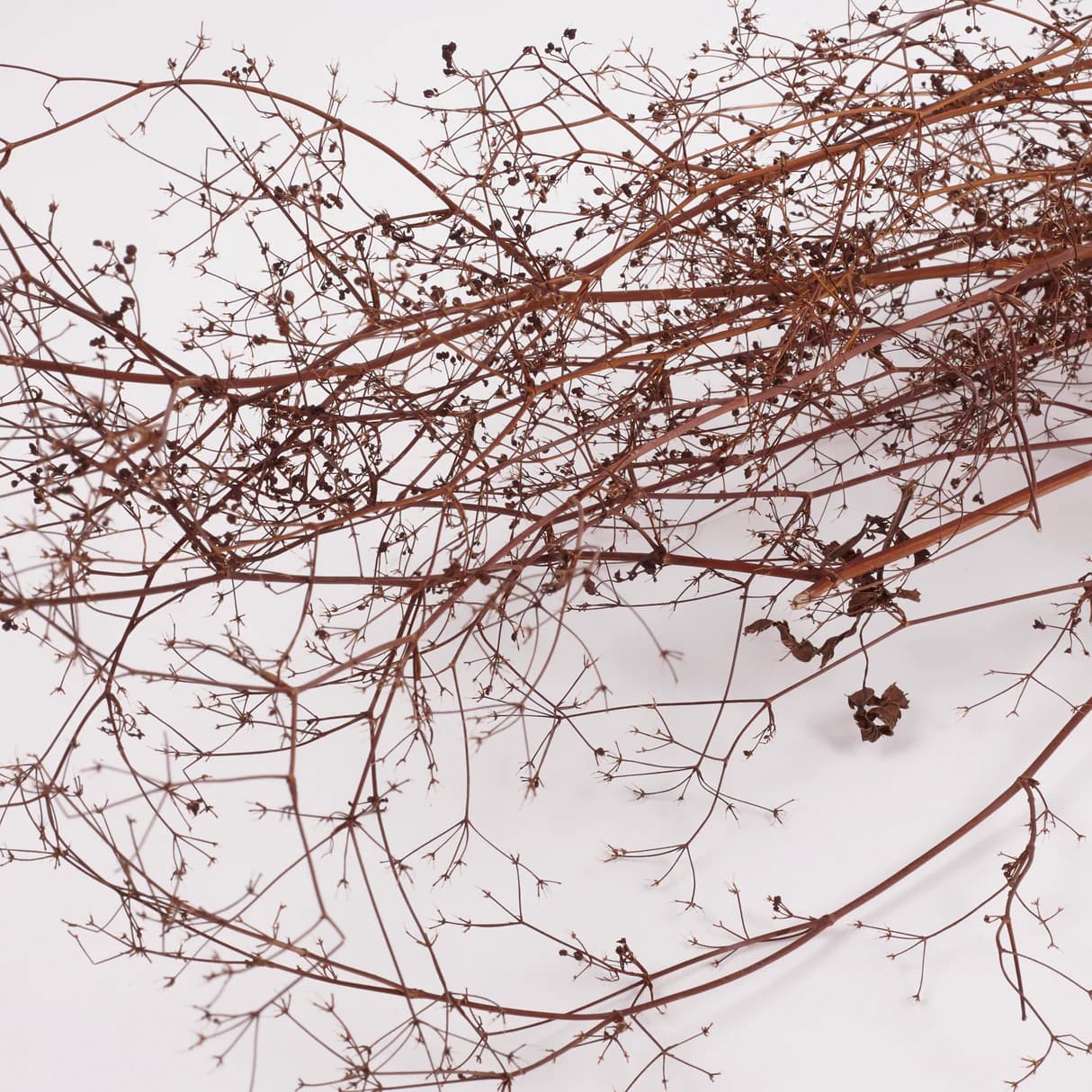 Stone Parsley, British, 80 - 100cm, bunch x 5 stems
