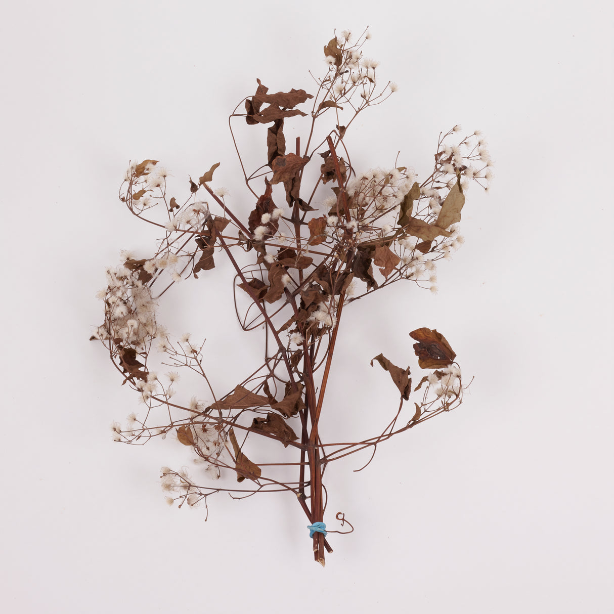 Old Man's Beard, Organic, Natural White Seed Heads, 30-40cm Bunch