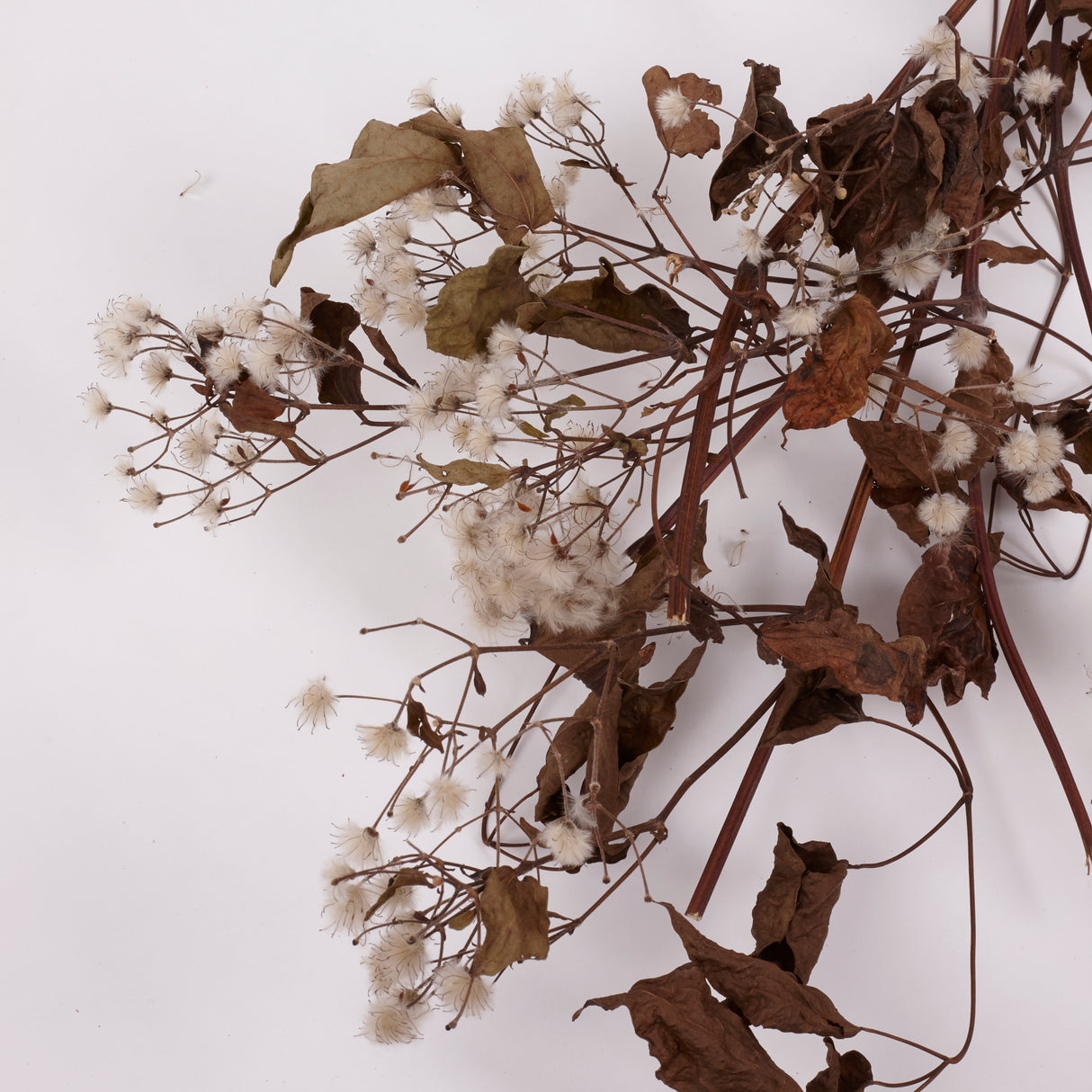 Old Man's Beard, Organic, Natural White Seed Heads, 30-40cm Bunch