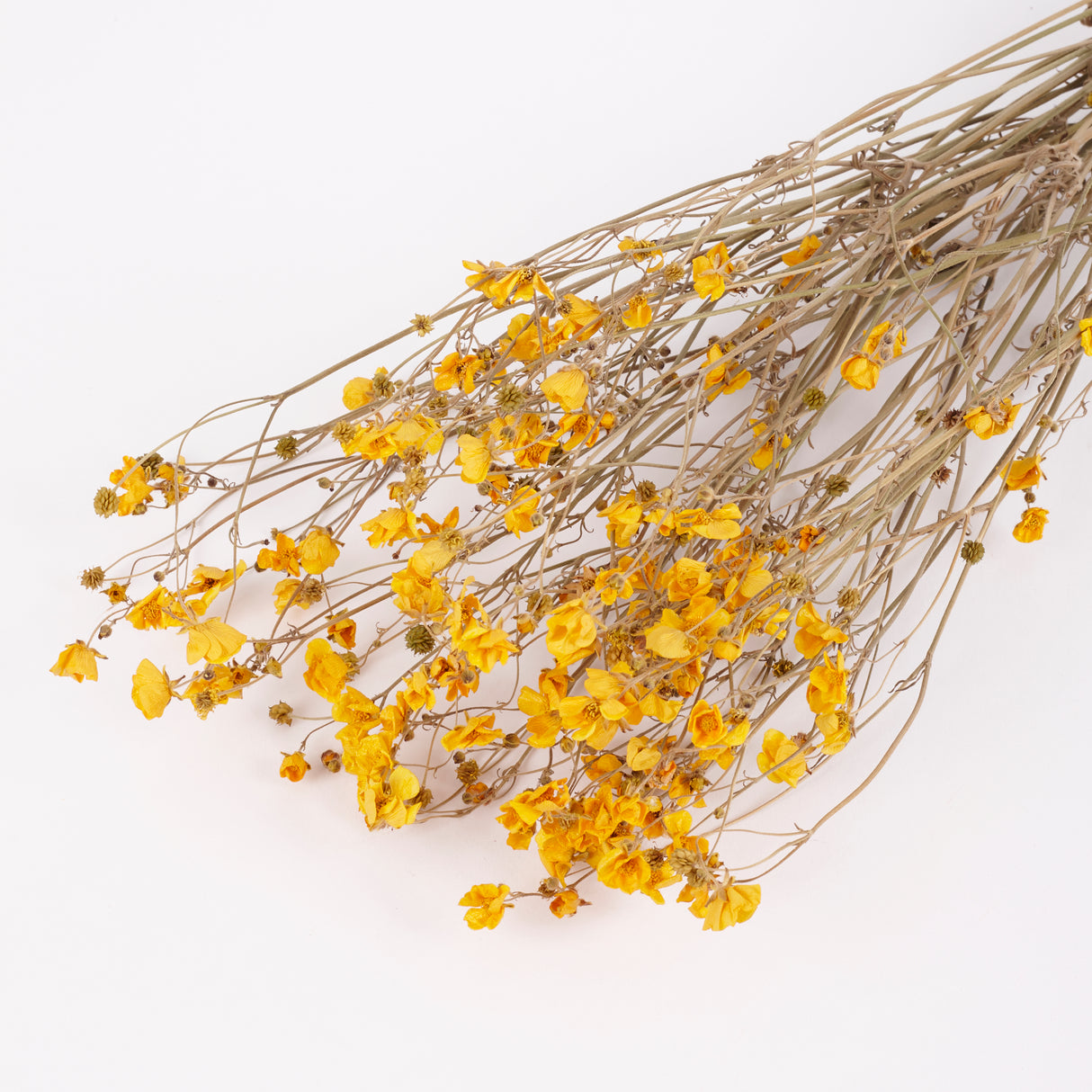 Buttercups, British, Organic, Natural Yellow, 45-55cm x 20