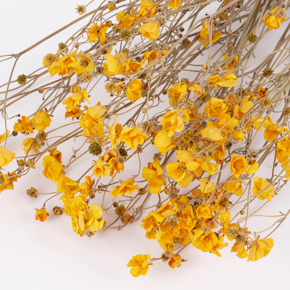 Buttercups, British, Organic, Natural Yellow, 45-55cm x 20