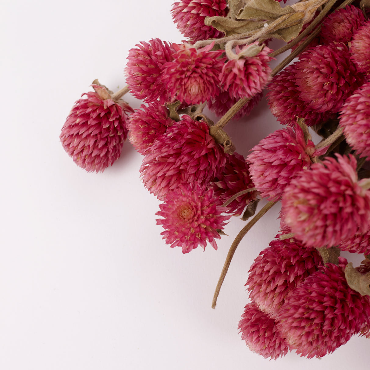 Gomphrena Flower, Dried, Super Grade, Natural Pink, 130g